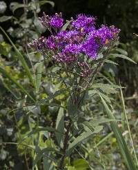 Vernonia fasciculata image