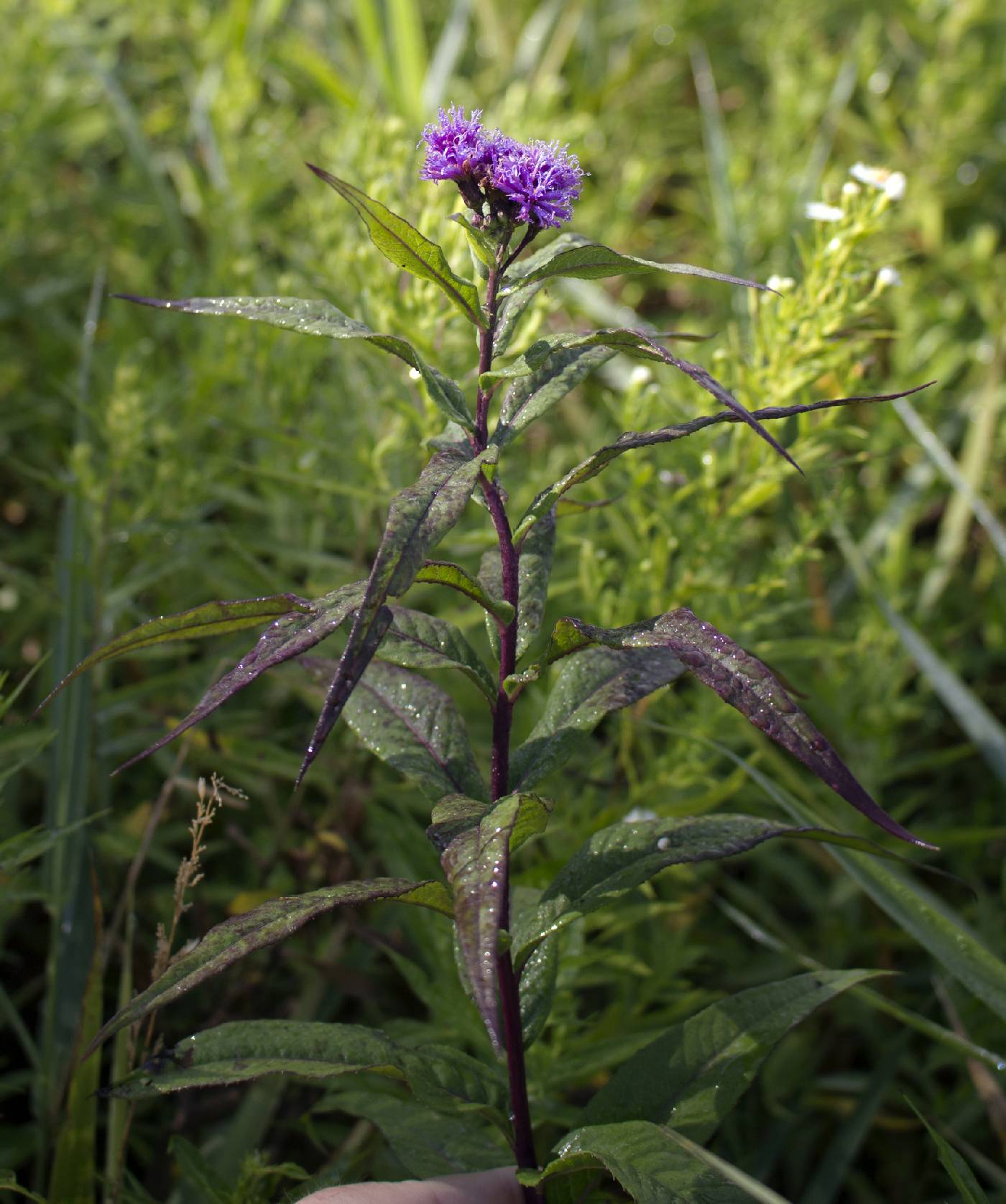 Vernonia fasciculata image