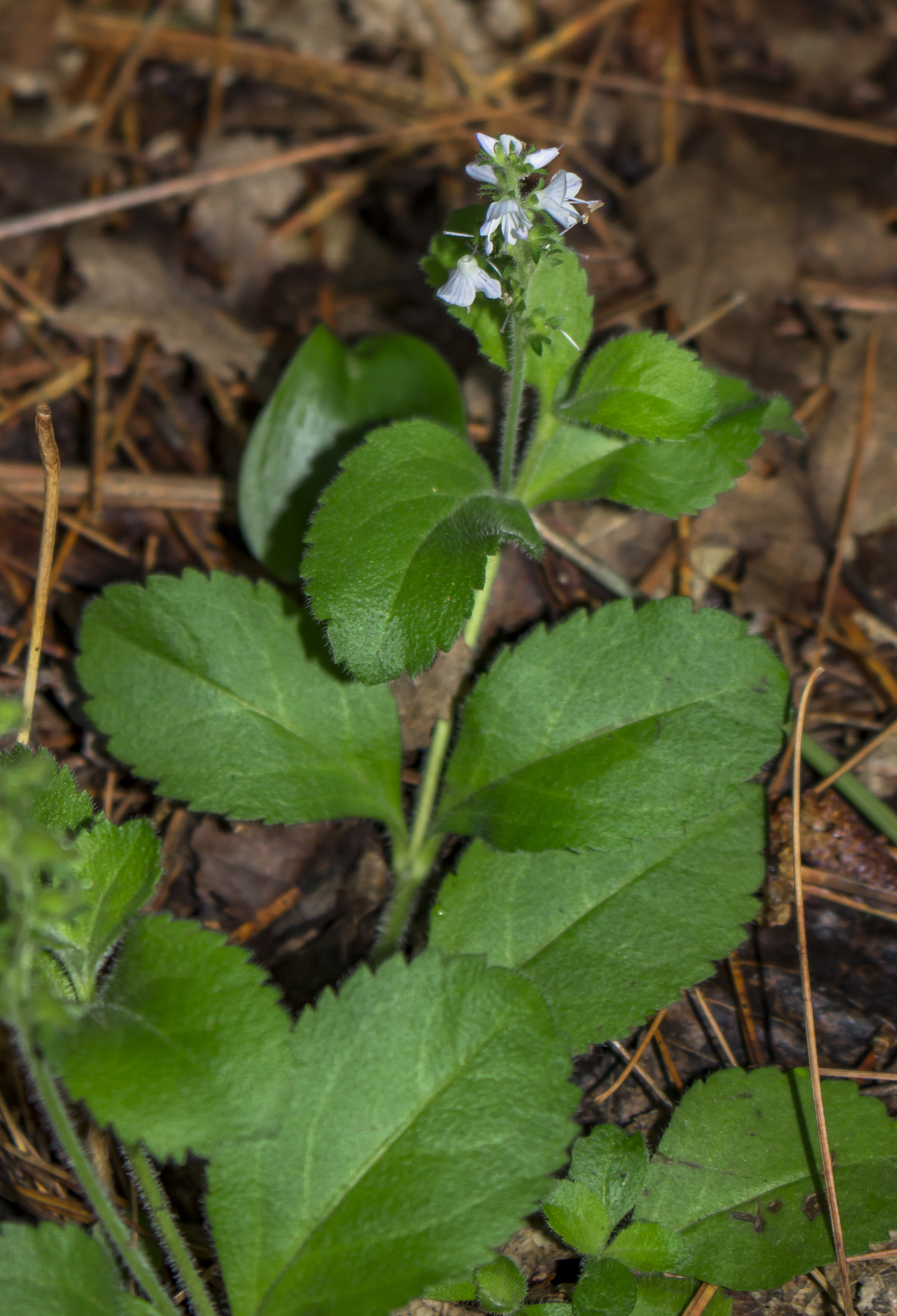 Veronica officinalis image
