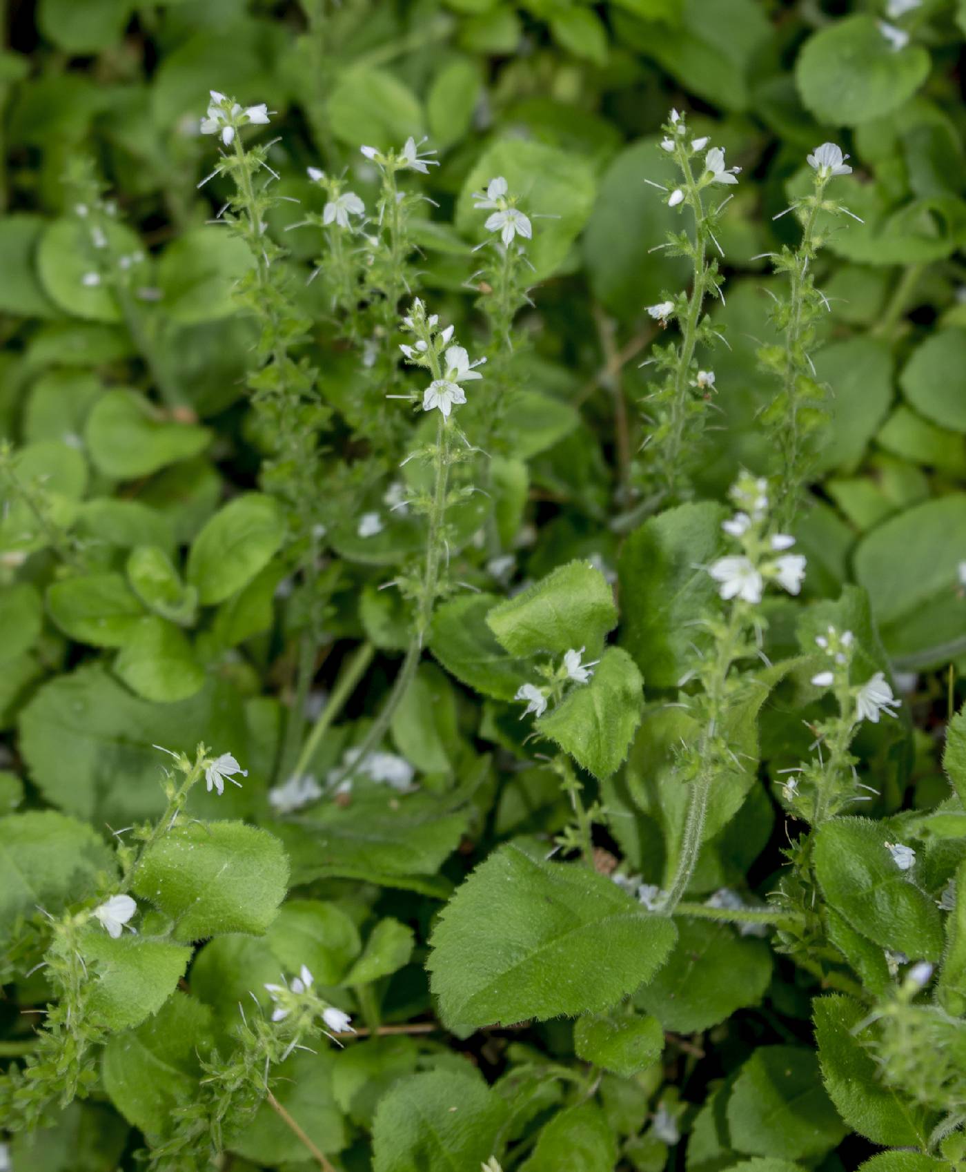 Veronica officinalis image