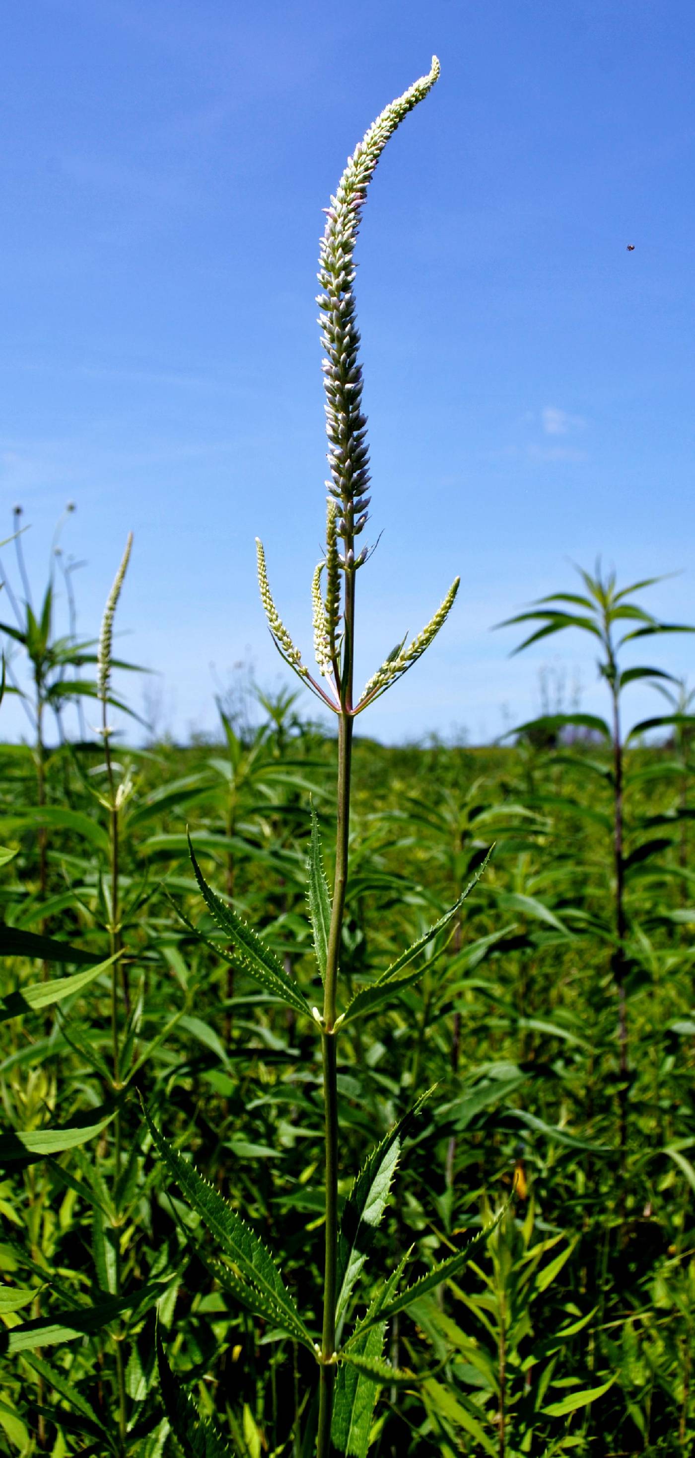 Veronicastrum virginicum image