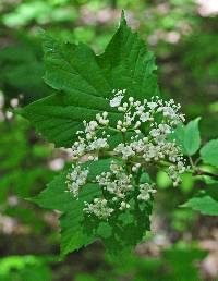 Viburnum acerifolium image
