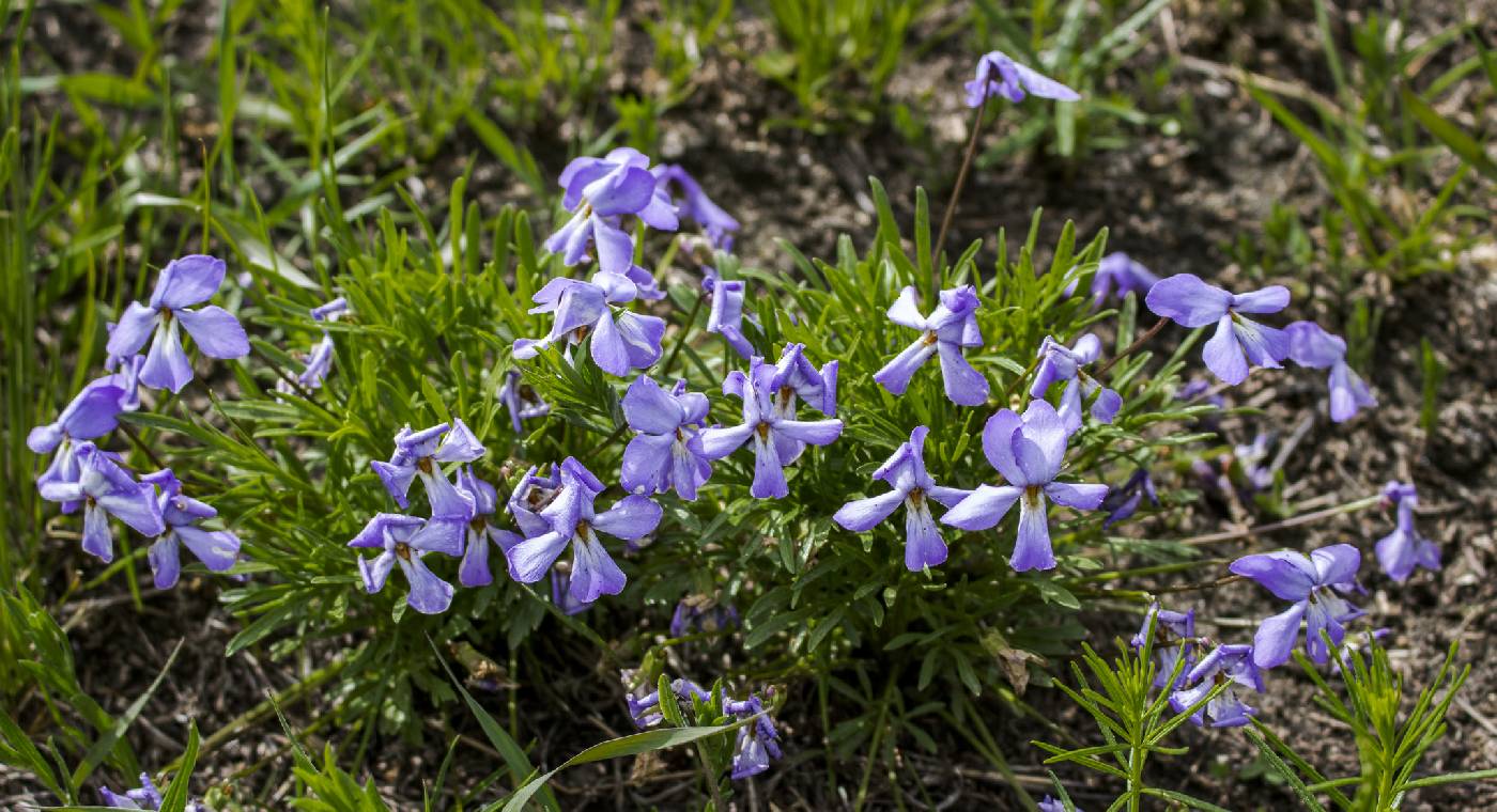 Viola pedata image