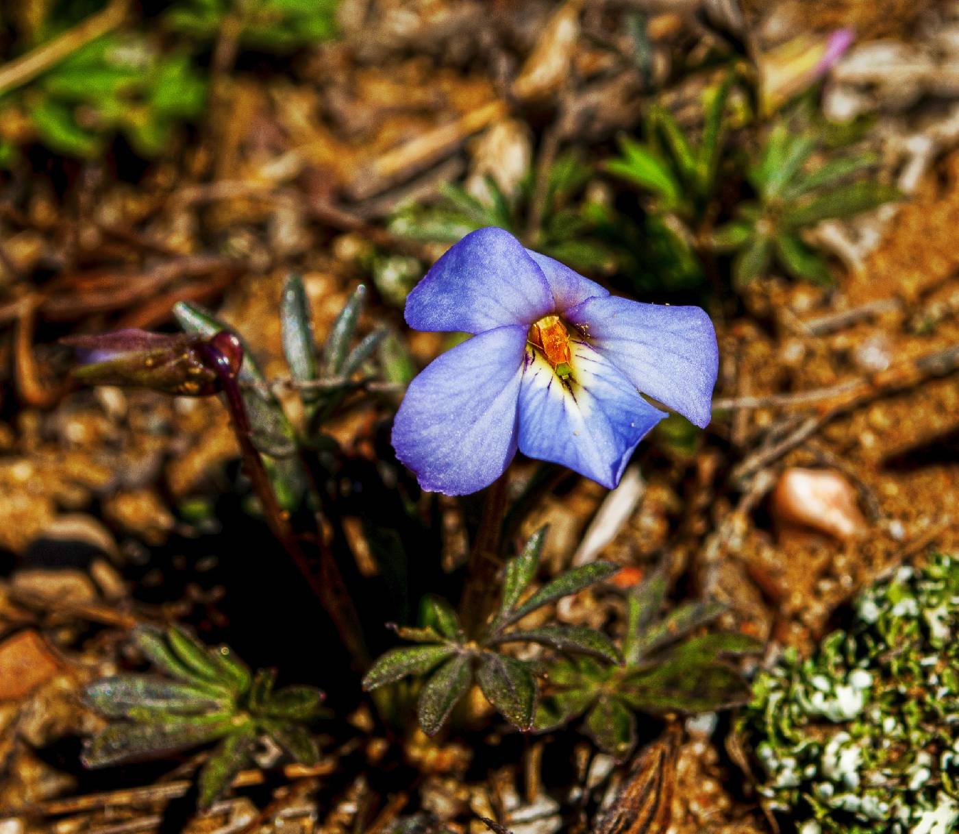 Viola pedata image