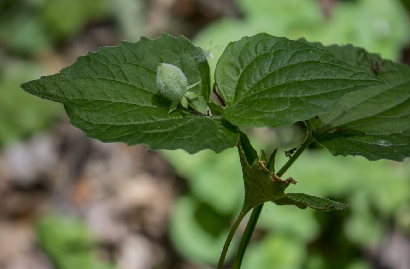 Viola pubescens image