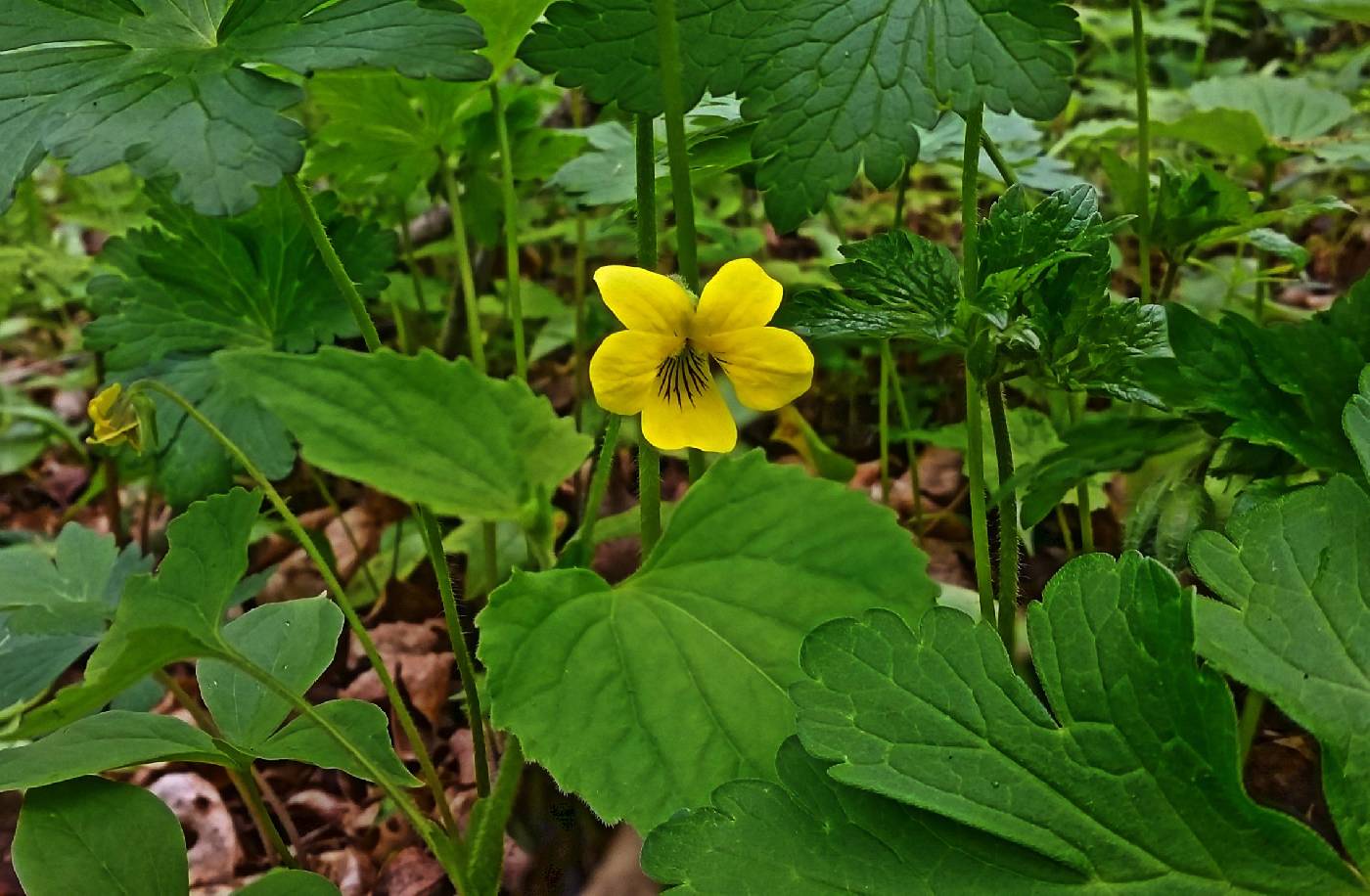 Viola pubescens image