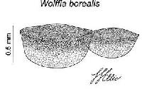 Image of Wolffia borealis