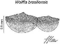 Image of Wolffia brasiliensis