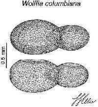 Wolffia columbiana image