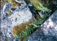 Woodsia oregana image