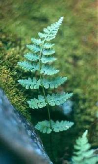 Image of Woodsia oregana subsp. cathcartiana