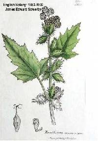 Xanthium strumarium image