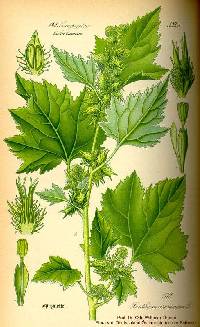Xanthium strumarium image