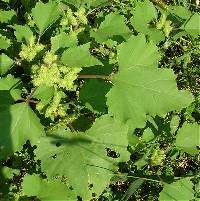Xanthium strumarium image