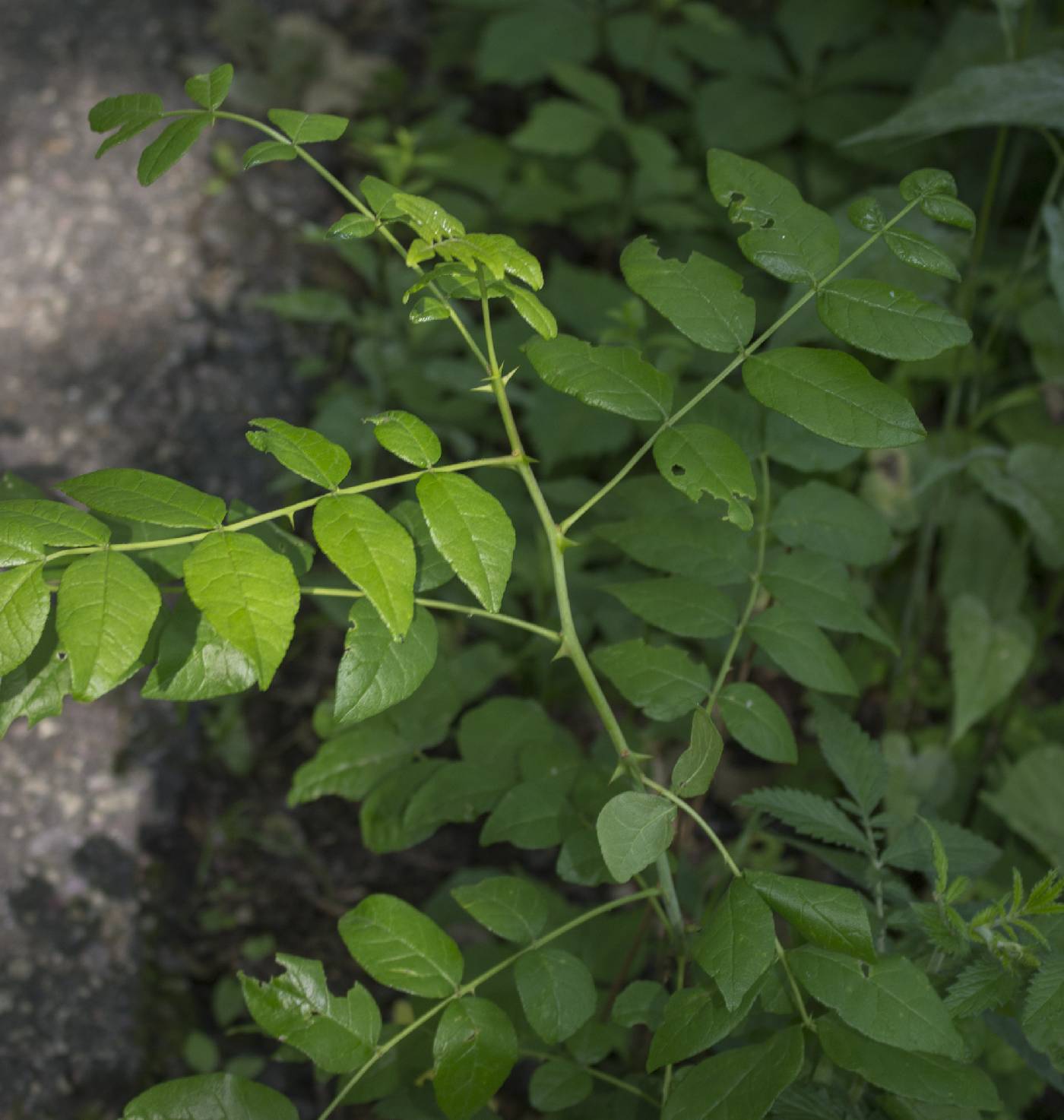 Zanthoxylum americanum image