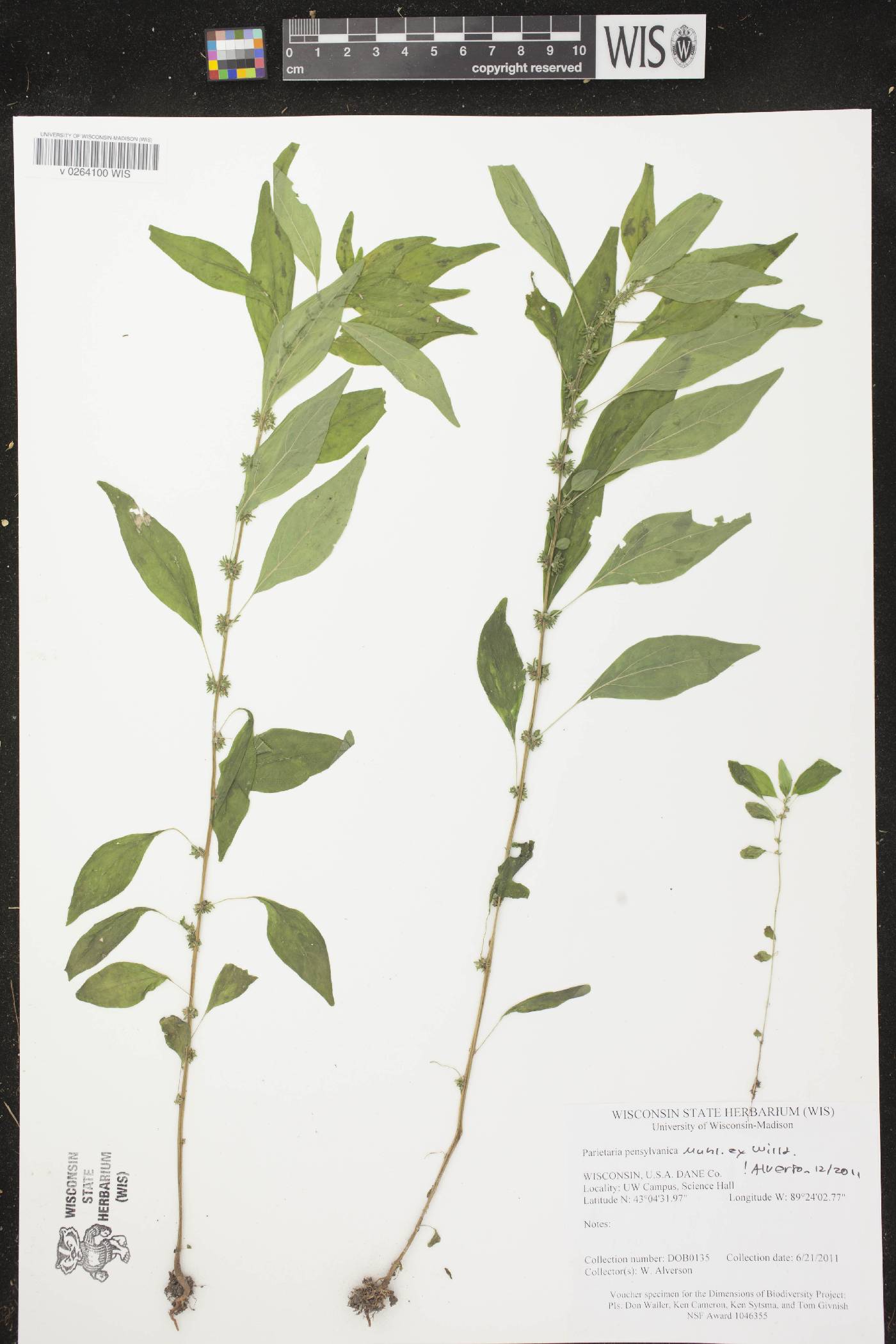 Parietaria pensylvanica image