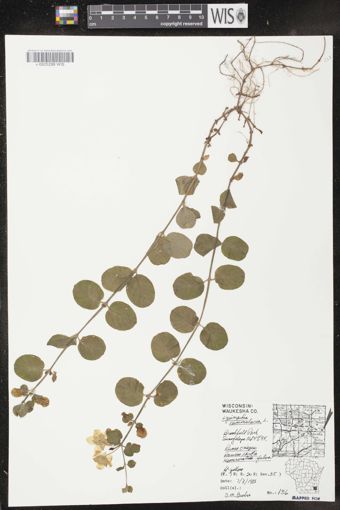 Lysimachia nummularia image