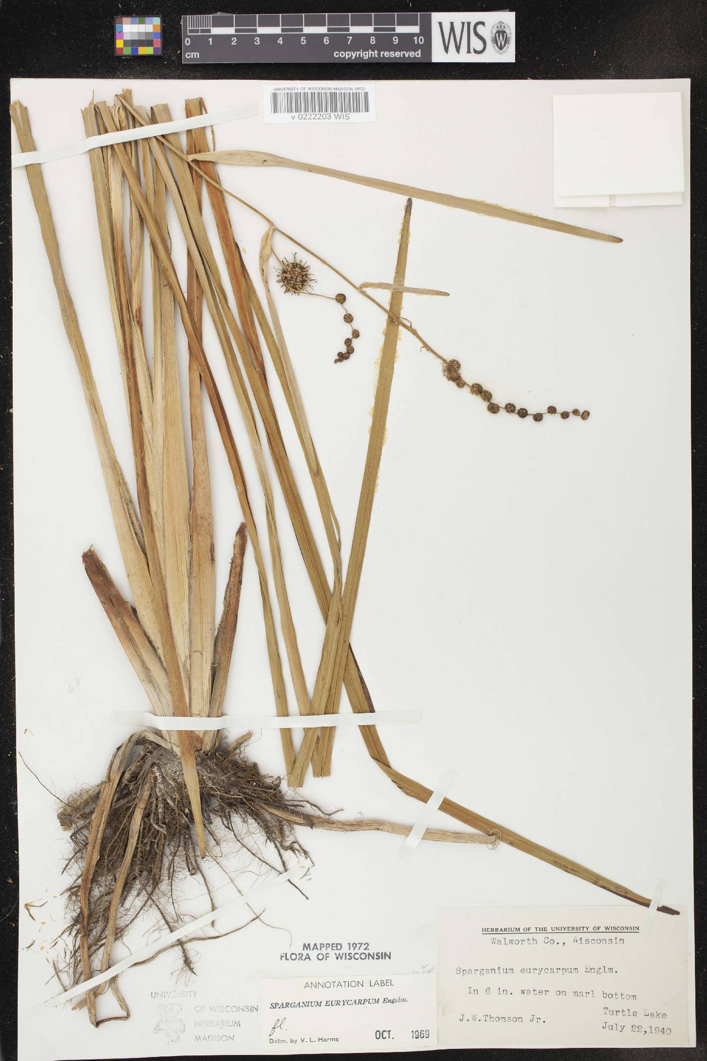 Sparganium eurycarpum image