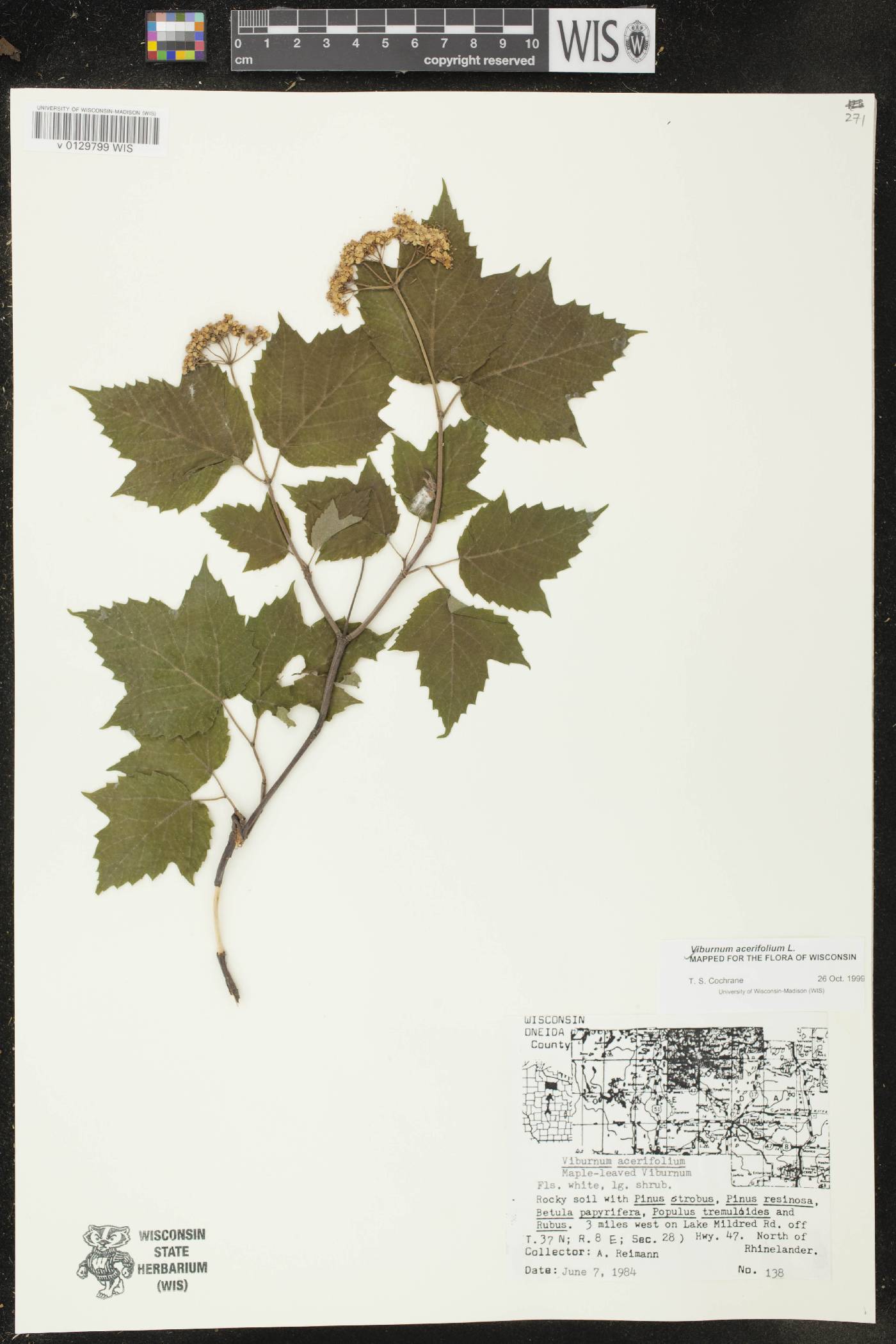Viburnum acerifolium image