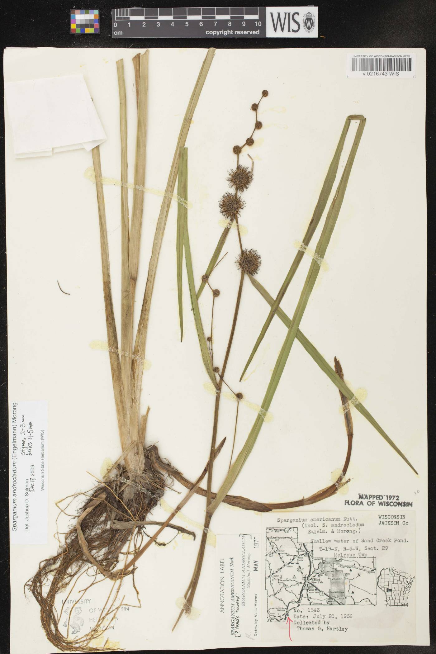 Sparganium androcladum image