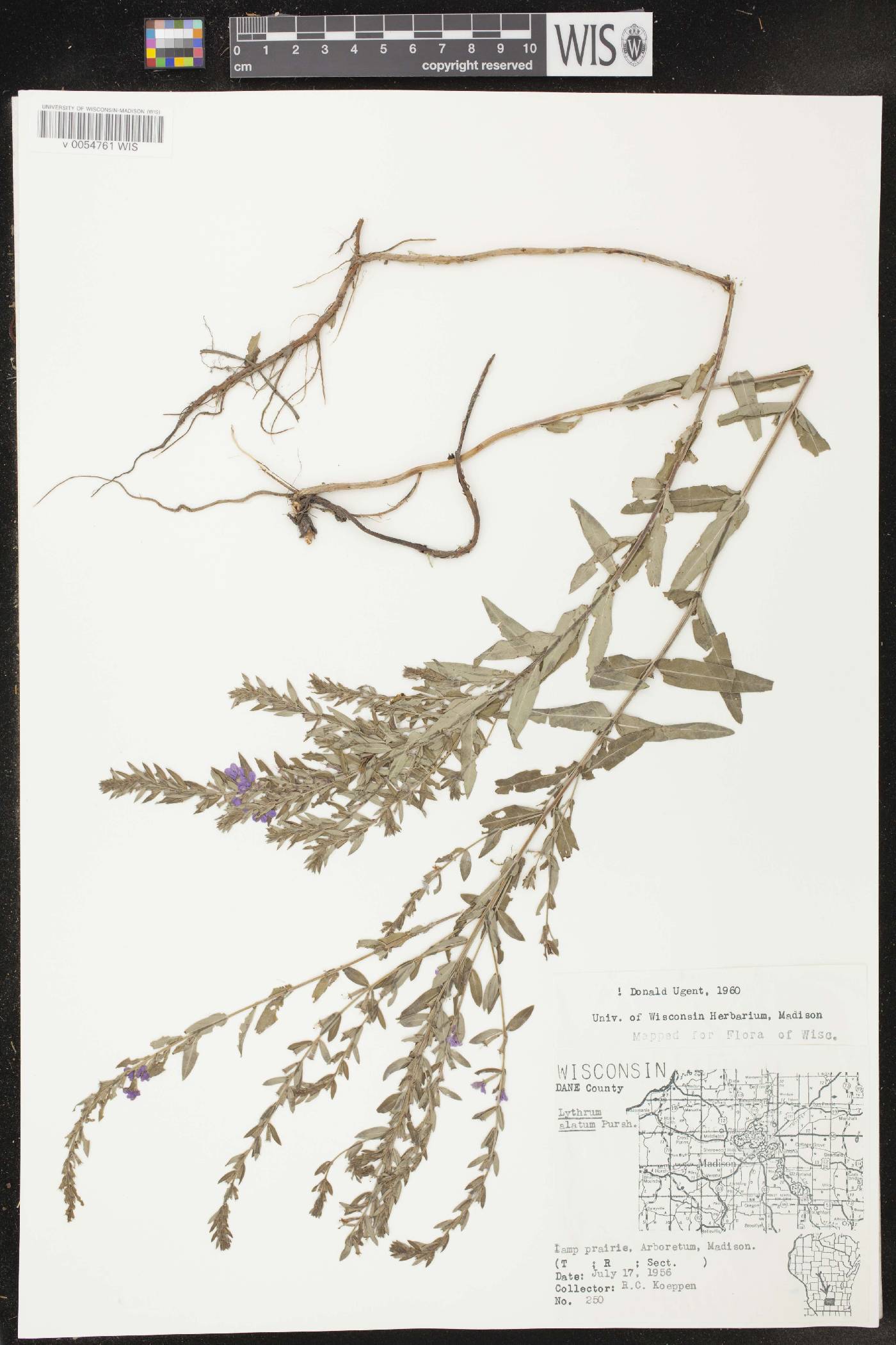 Lythrum alatum var. alatum image