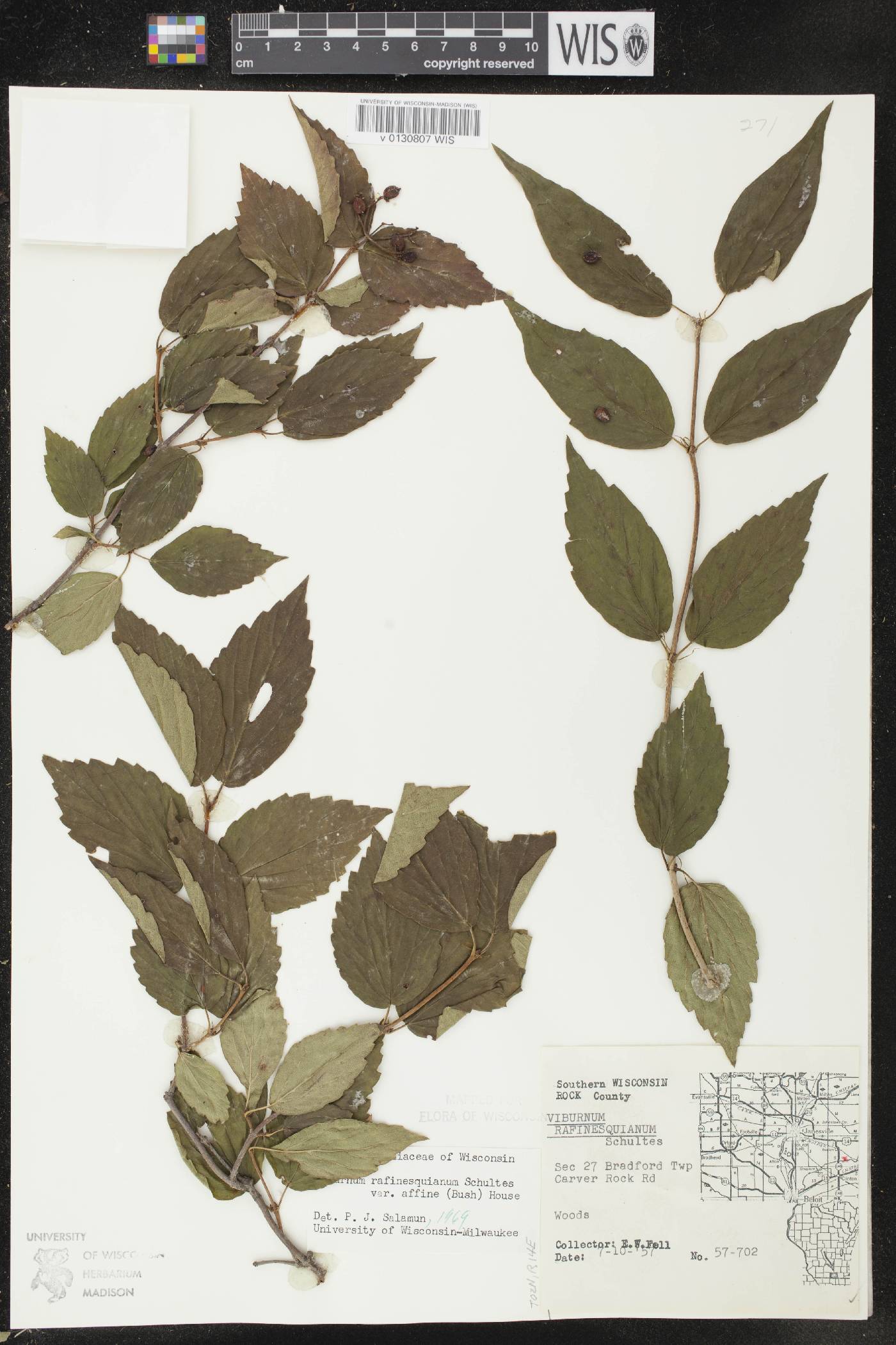 Viburnum rafinesquianum var. affine image
