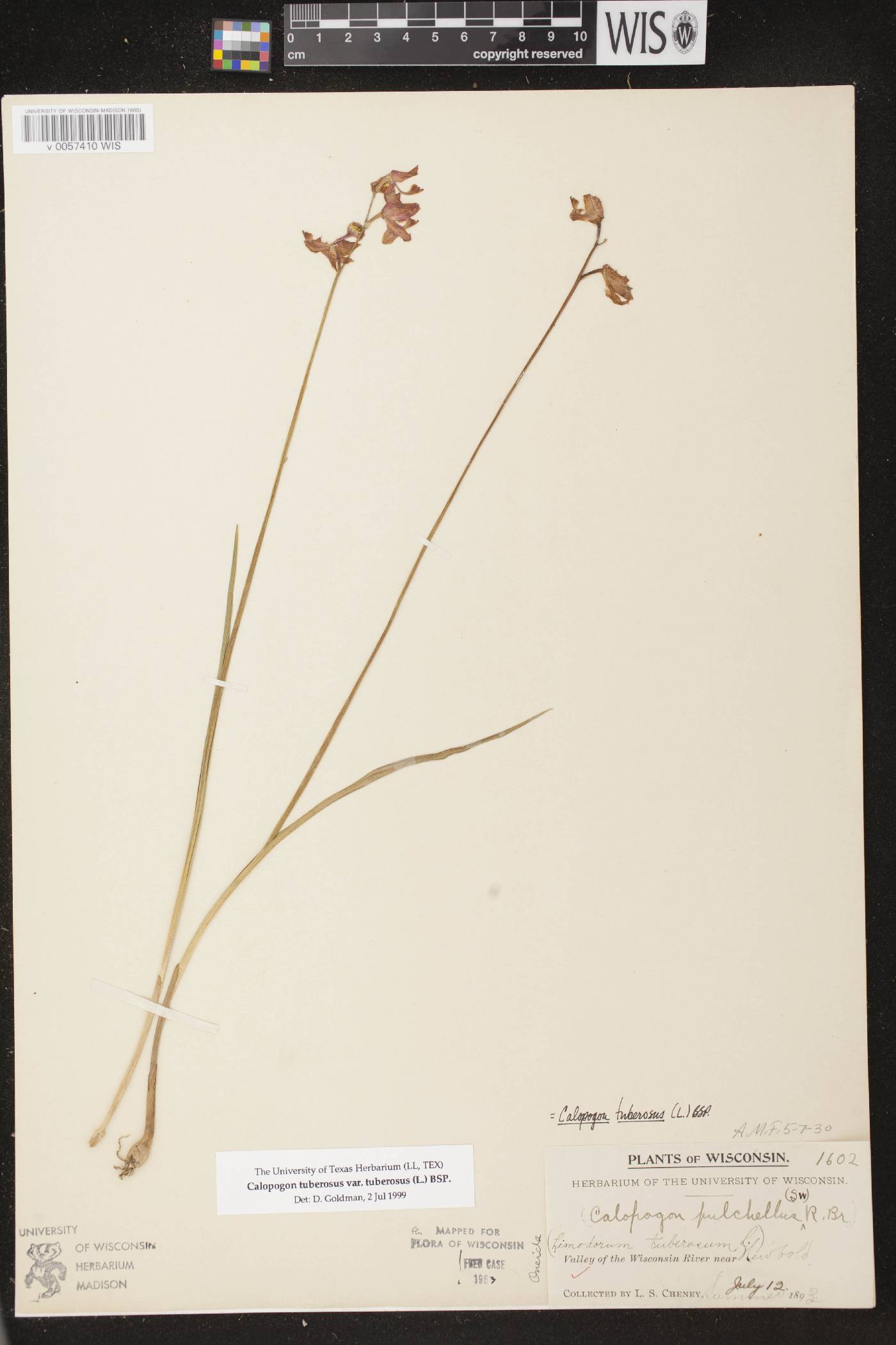 Calopogon tuberosus image