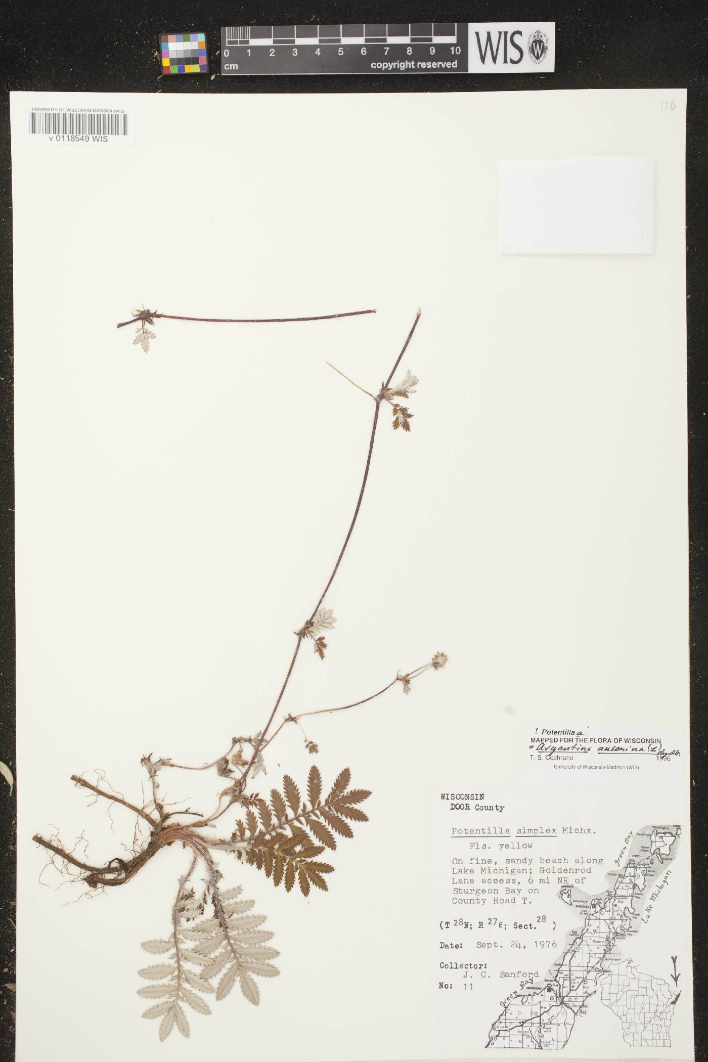Potentilla anserina subsp. anserina image