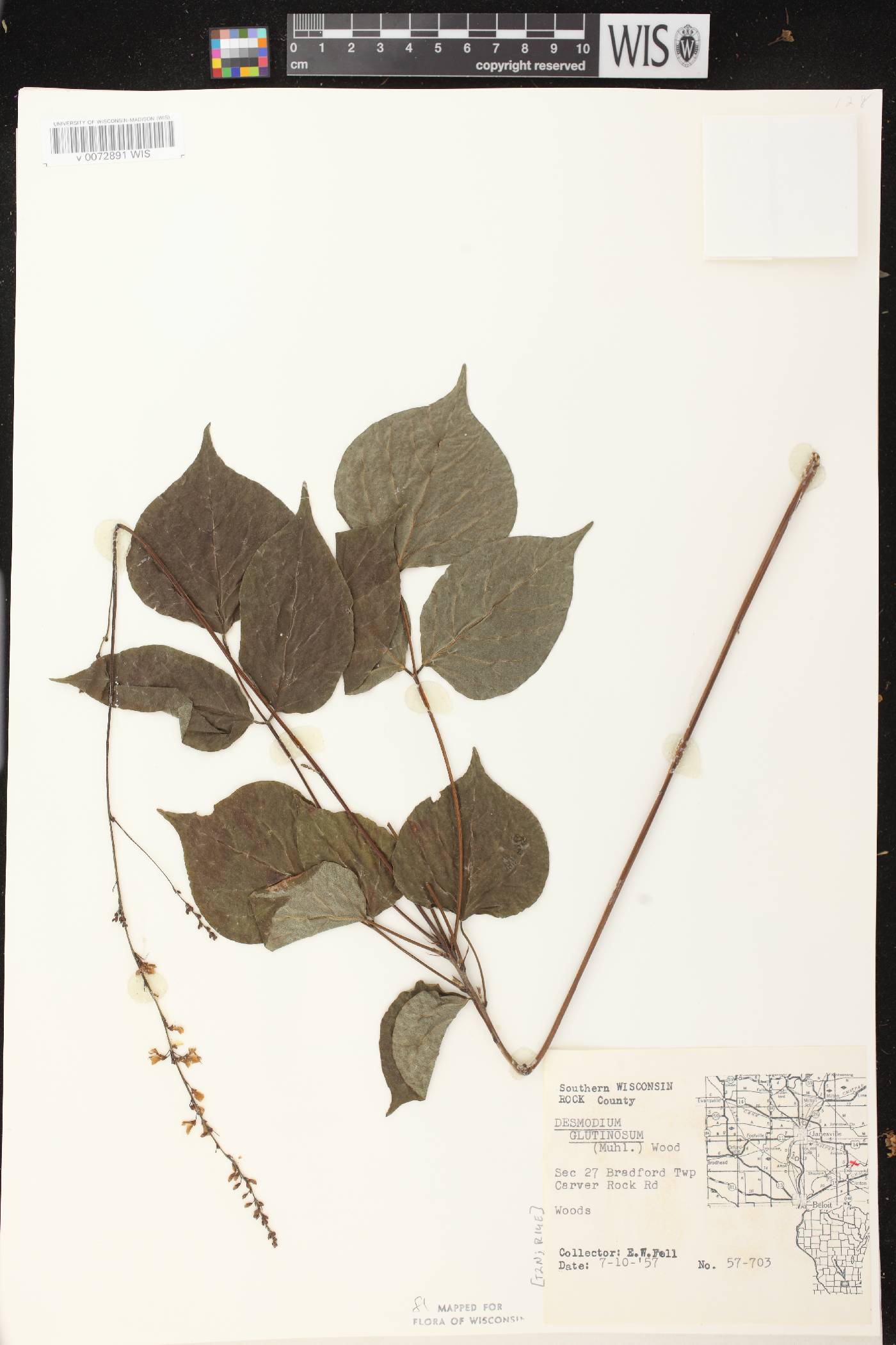 Hylodesmum glutinosum image