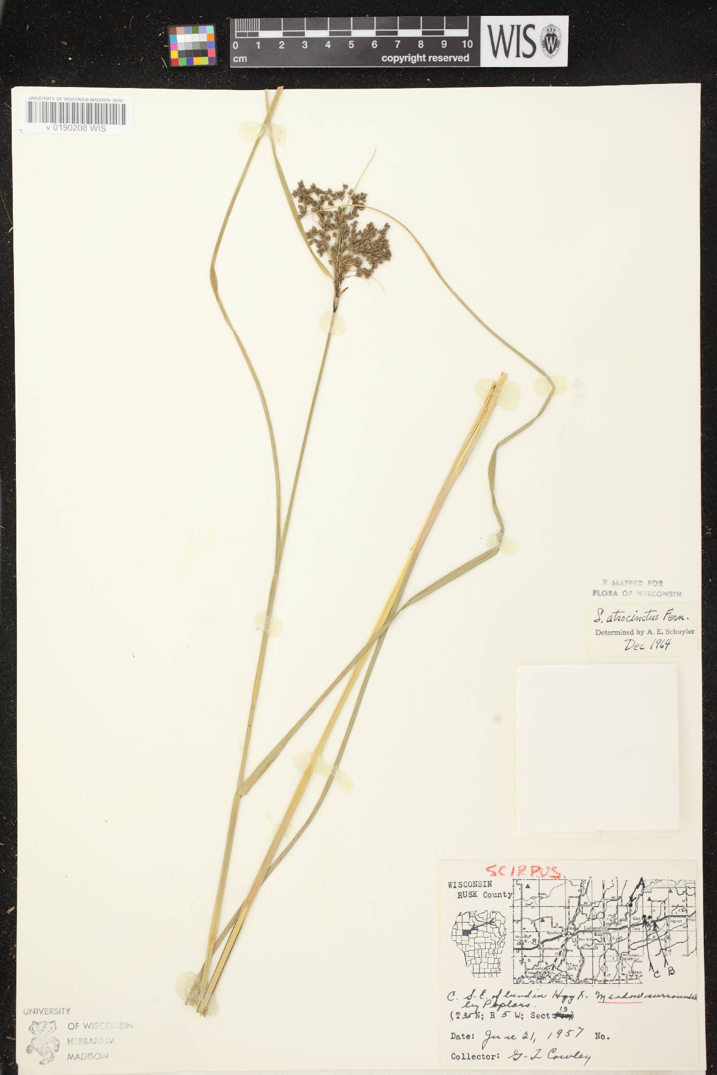 Scirpus atrocinctus image