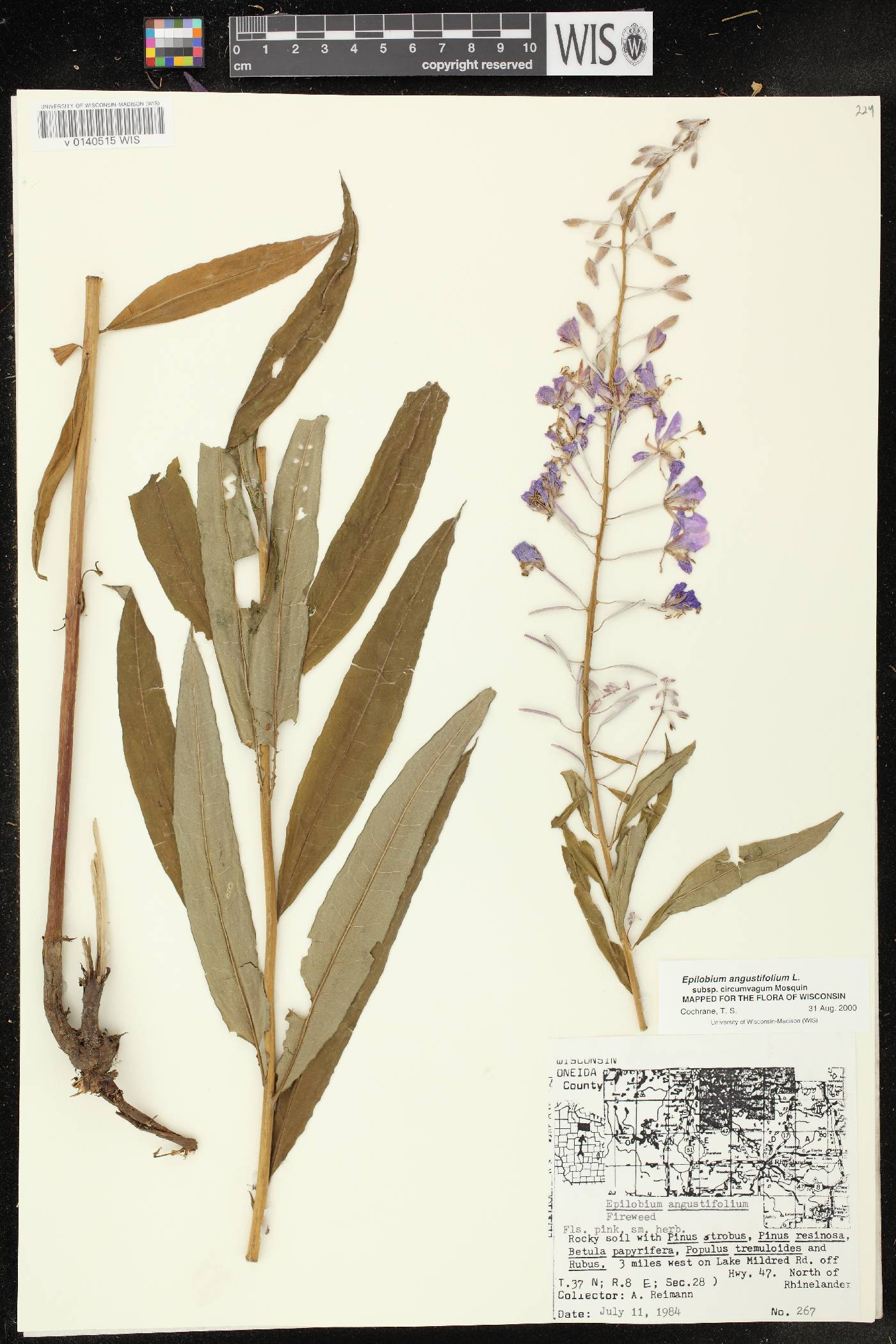 Chamerion angustifolium subsp. circumvagum image