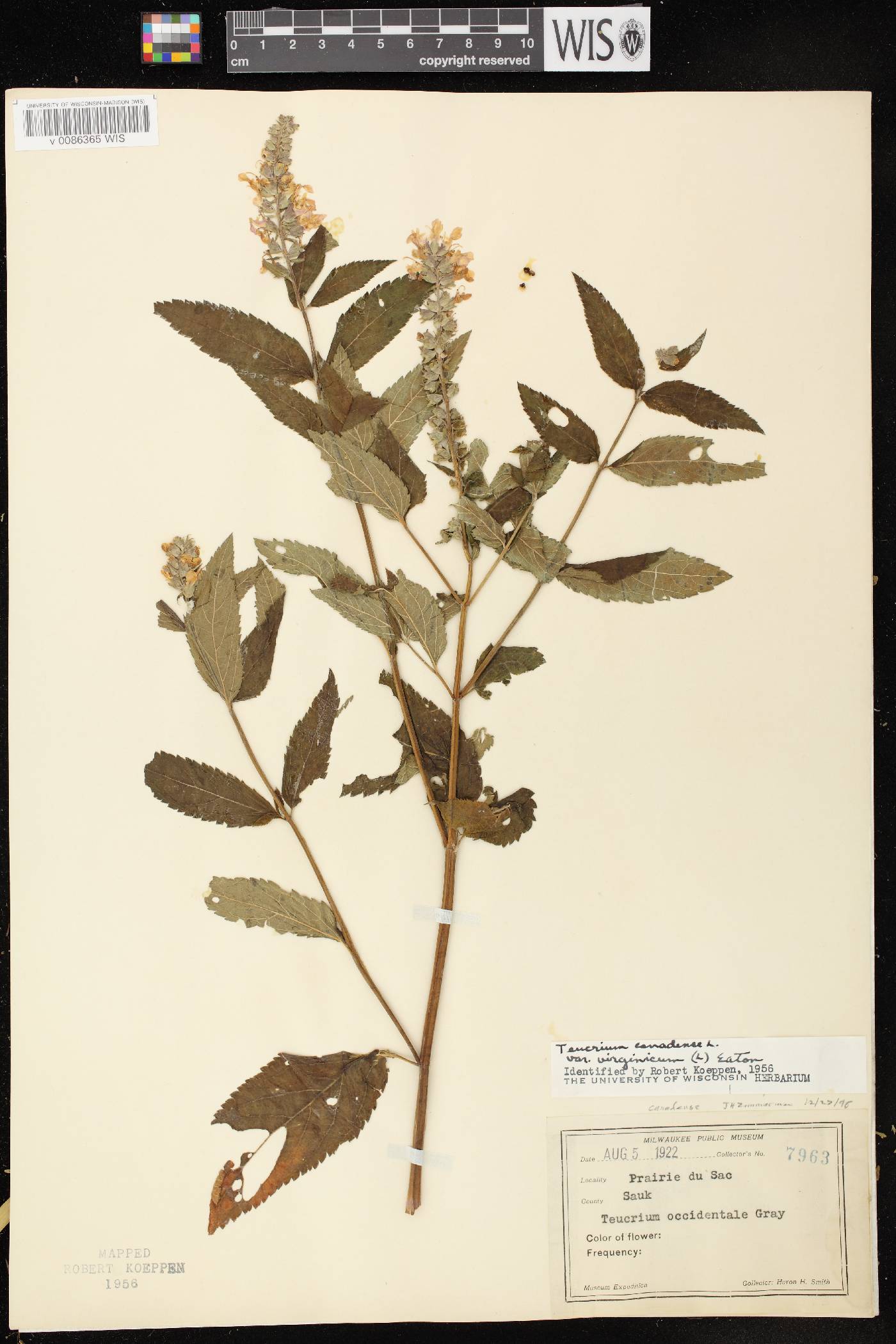 Teucrium canadense var. virginicum image
