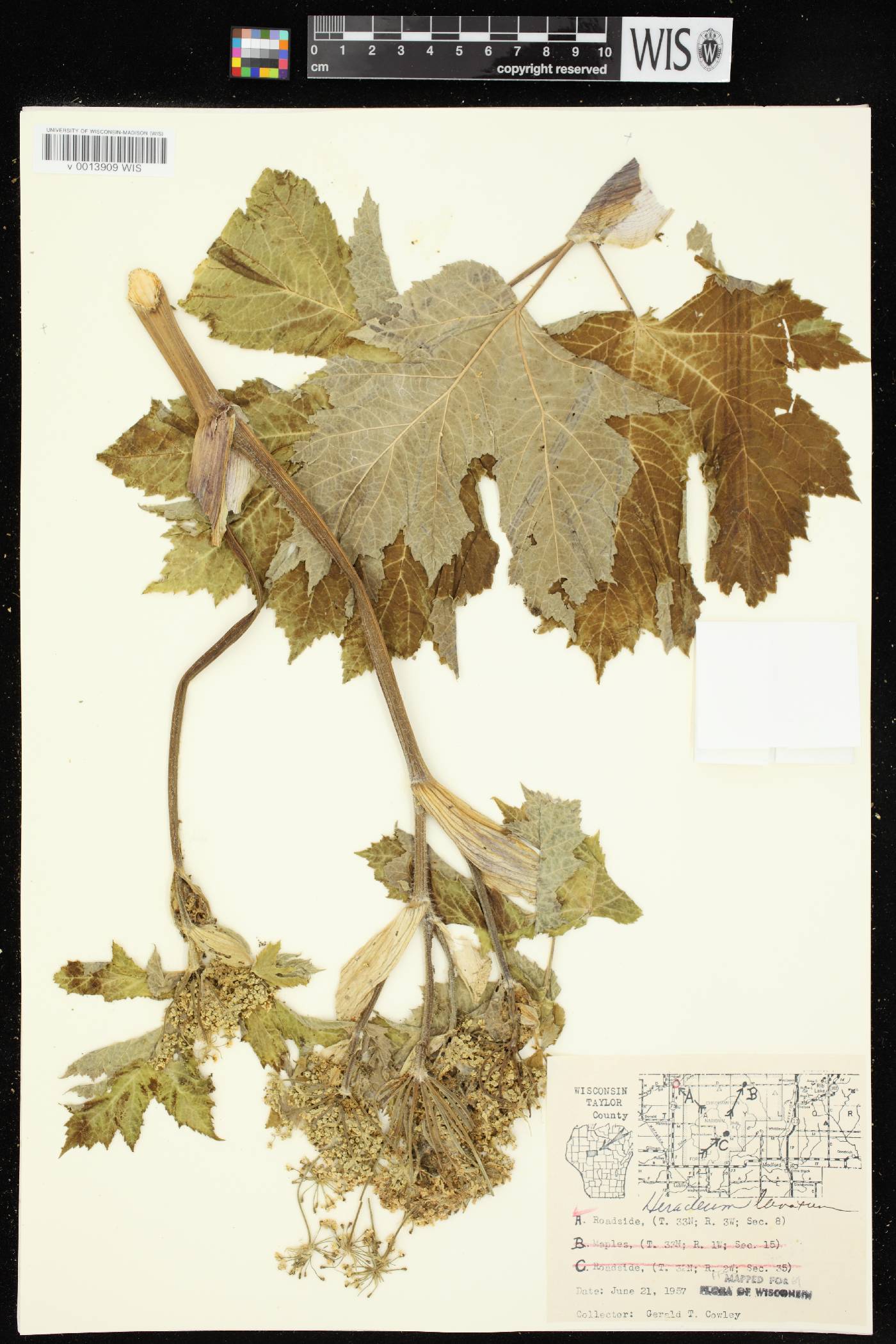 Heracleum maximum image