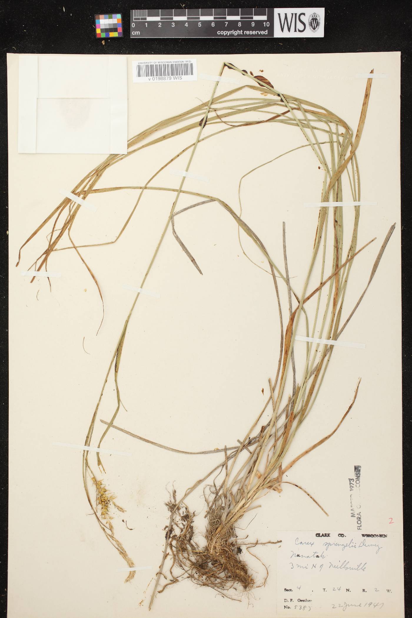 Carex sprengelii image