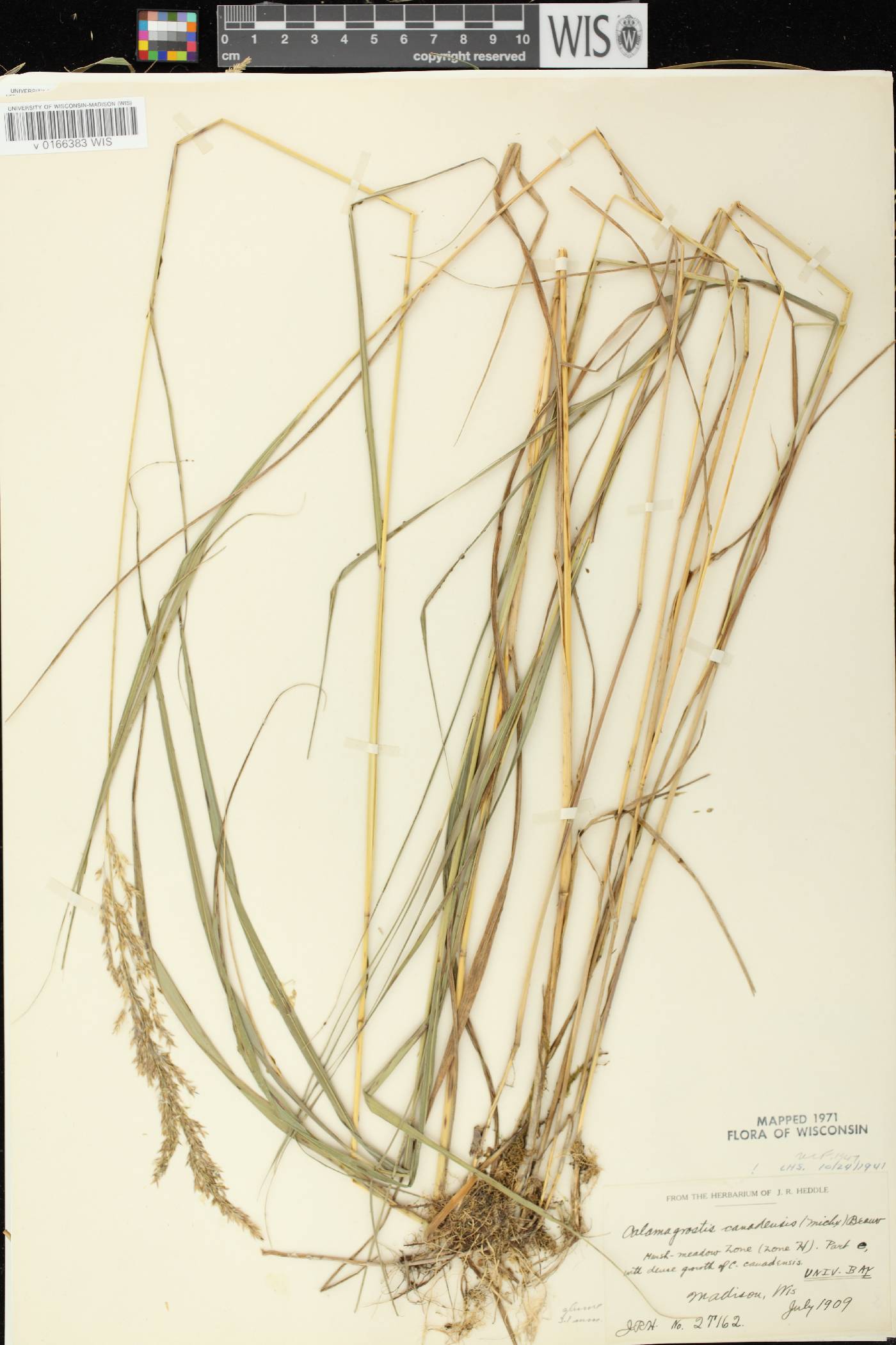 Calamagrostis canadensis var. canadensis image