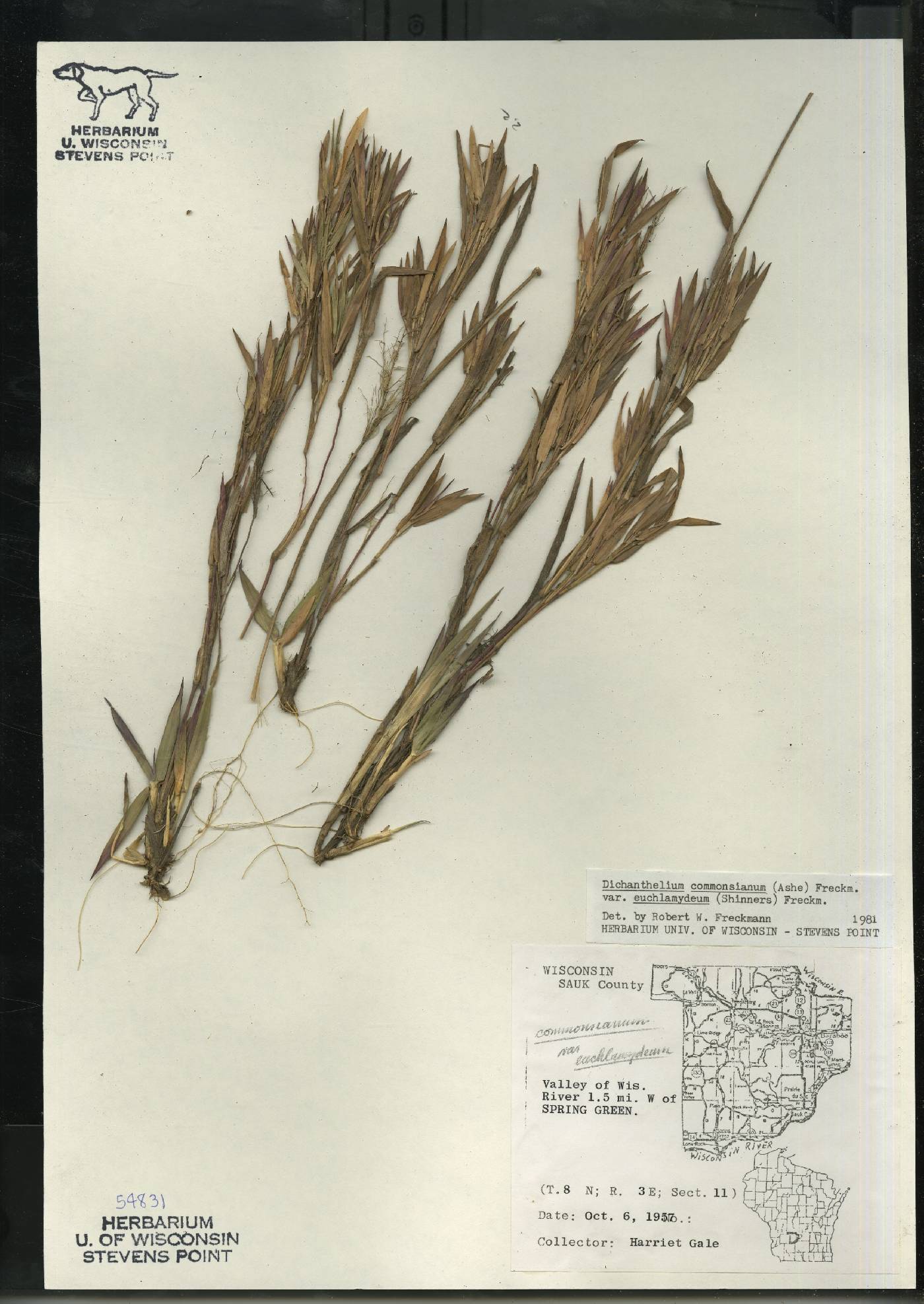 Dichanthelium commonsianum var. euchlamydeum image