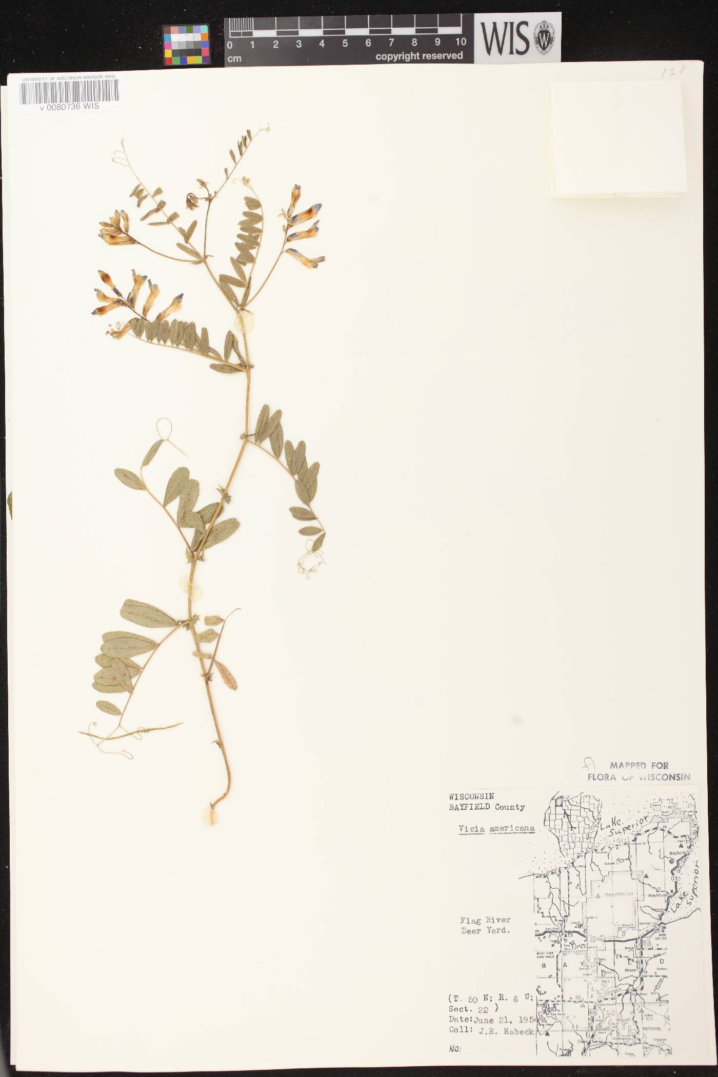 Vicia americana subsp. americana image