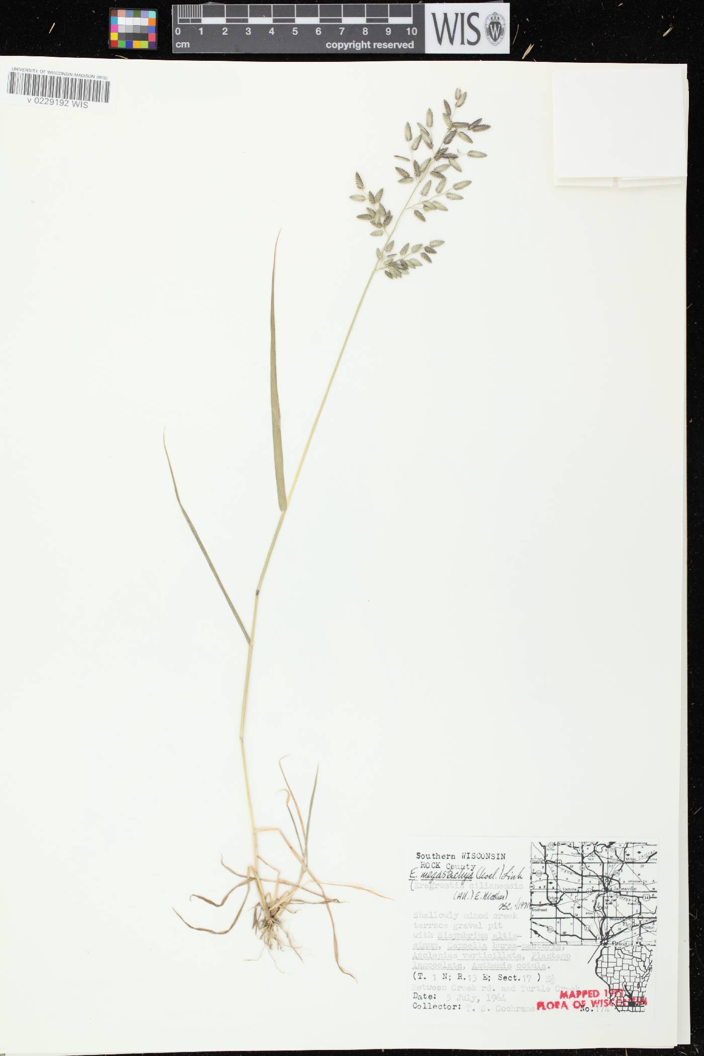 Eragrostis cilianensis image
