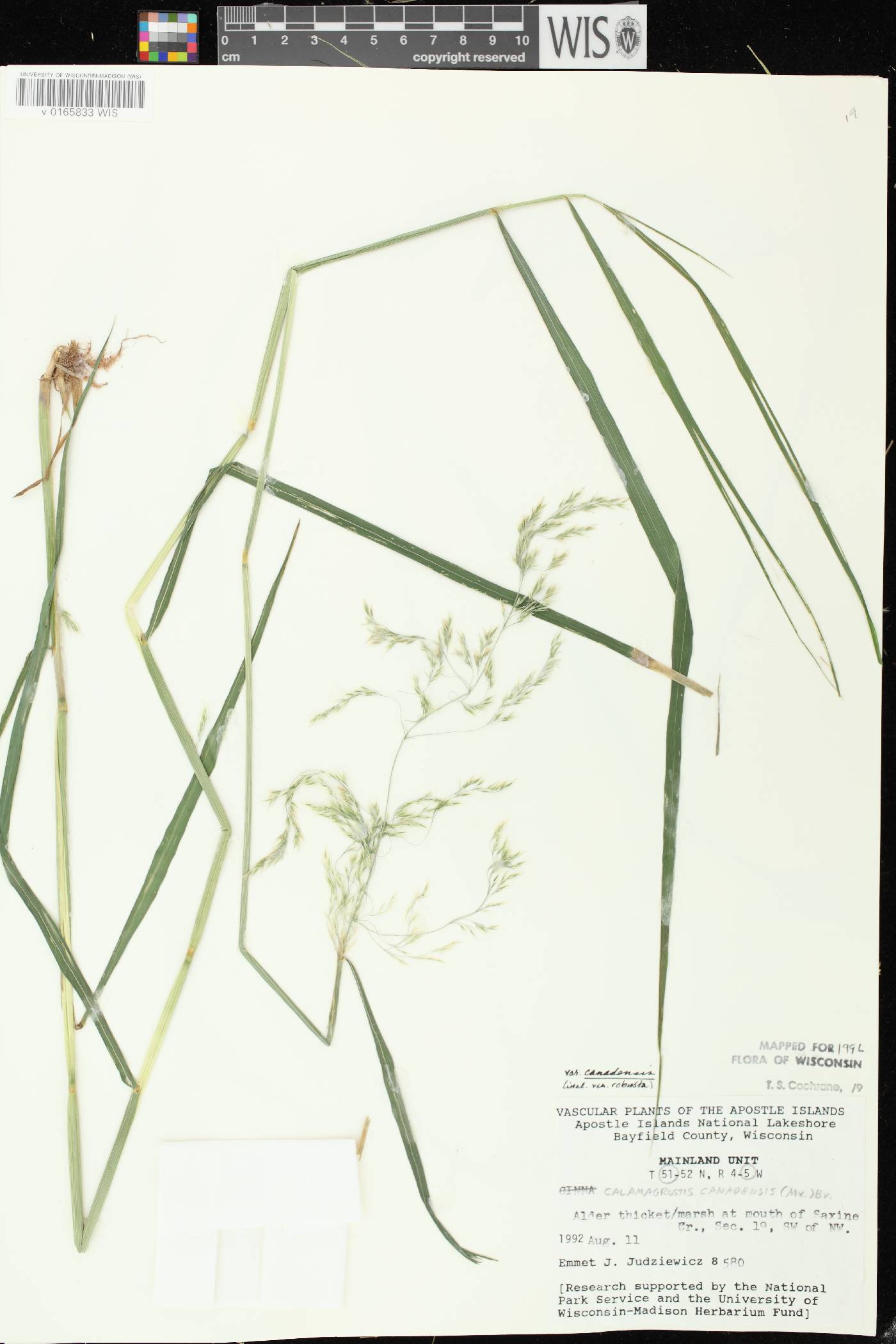 Calamagrostis canadensis var. canadensis image