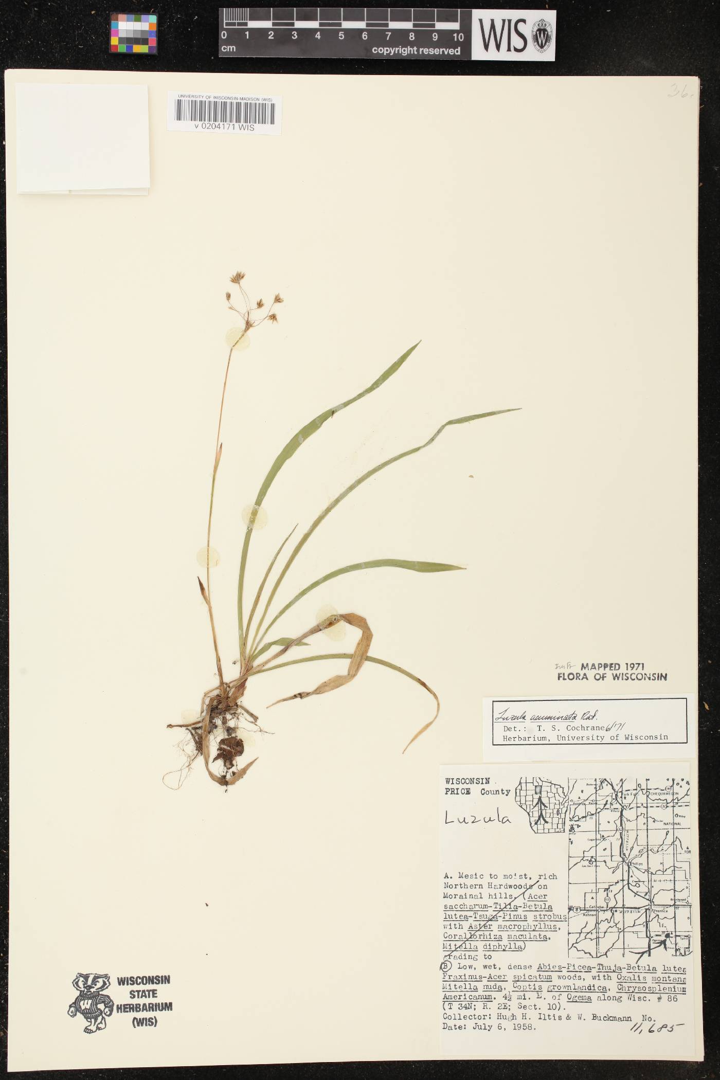 Luzula acuminata image