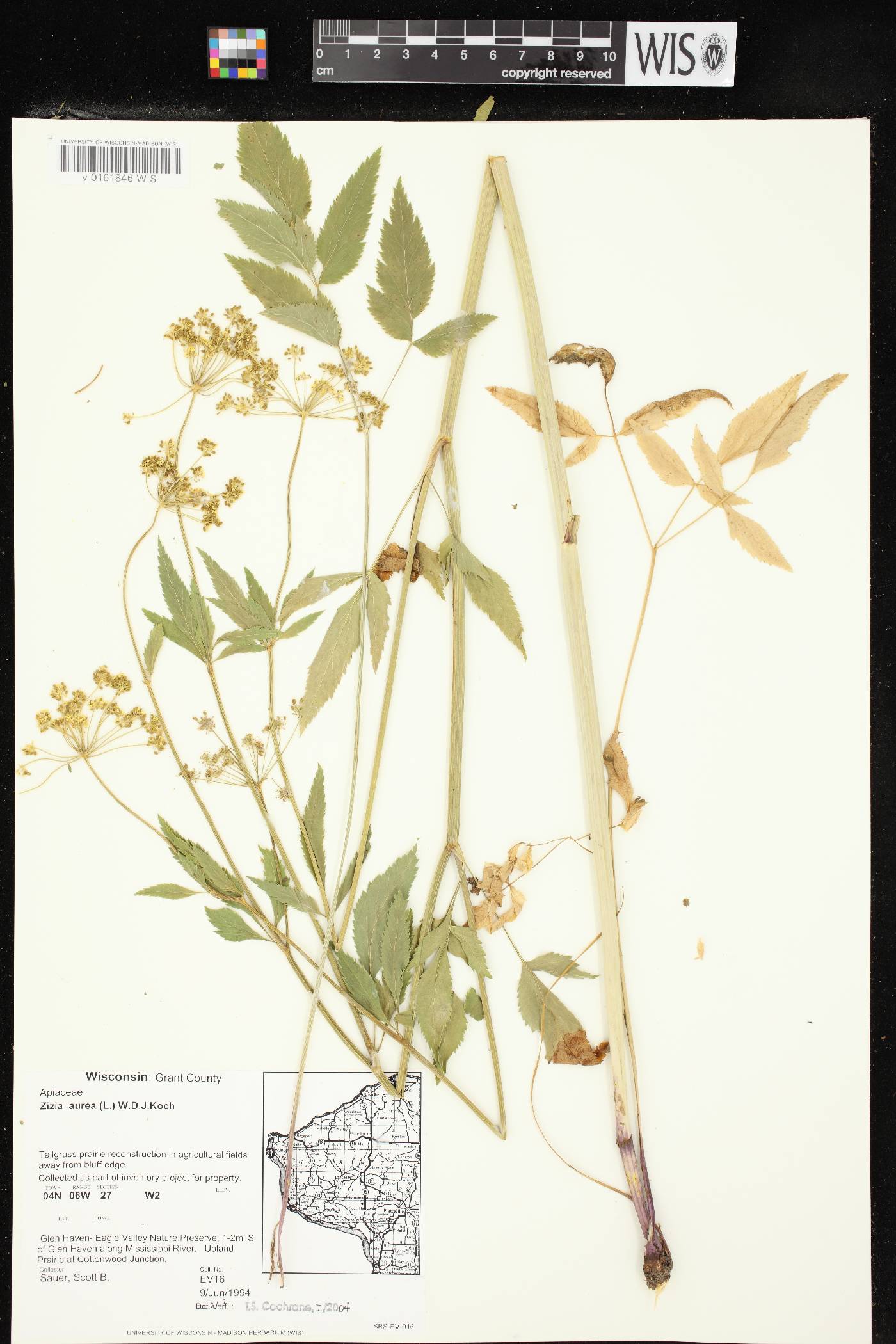 Zizia aurea image