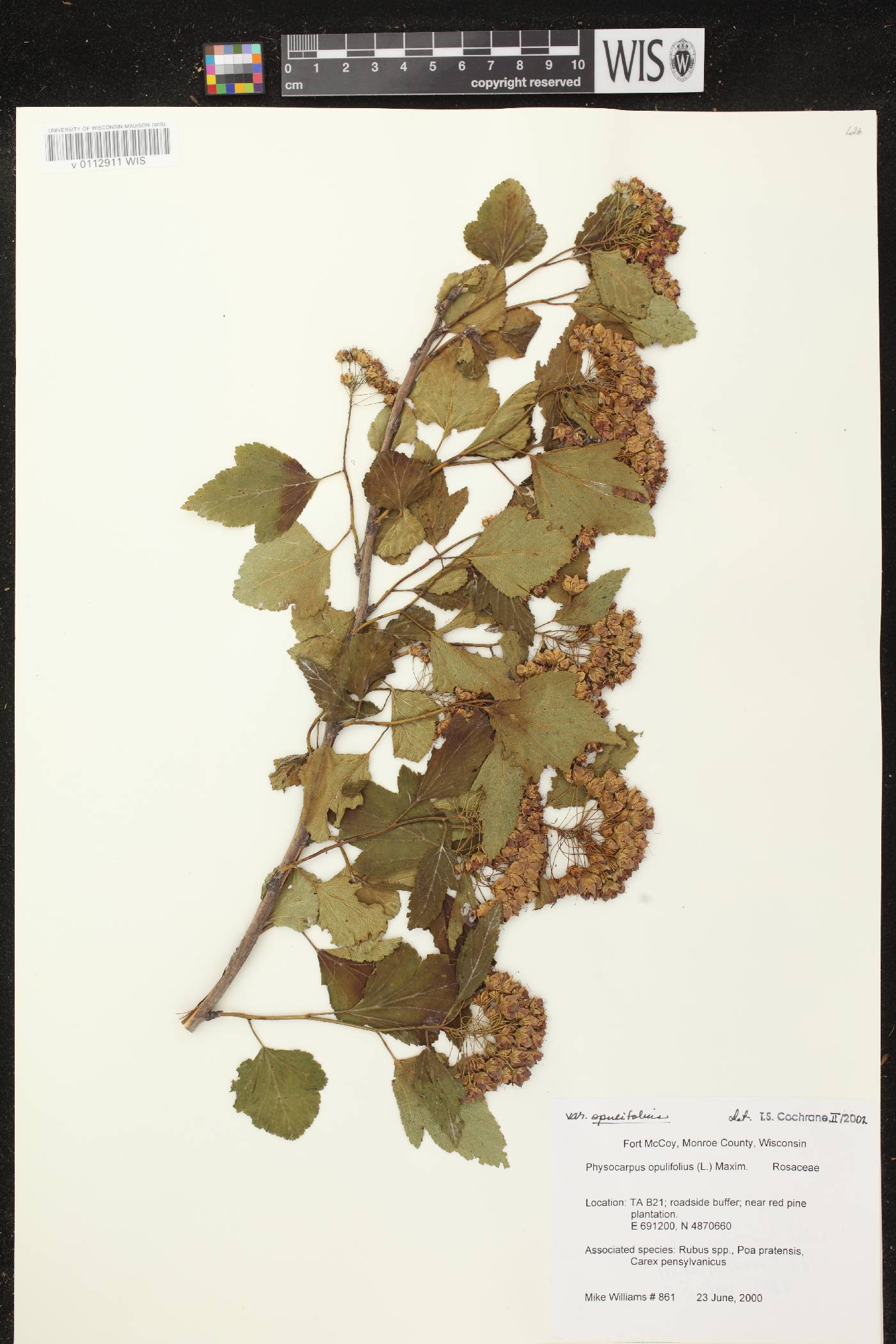 Physocarpus opulifolius image