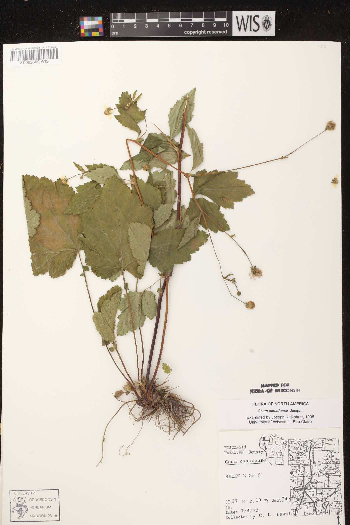 Geum canadense image