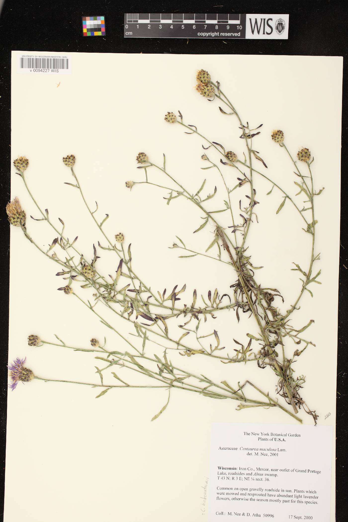 Centaurea stoebe subsp. micranthos image