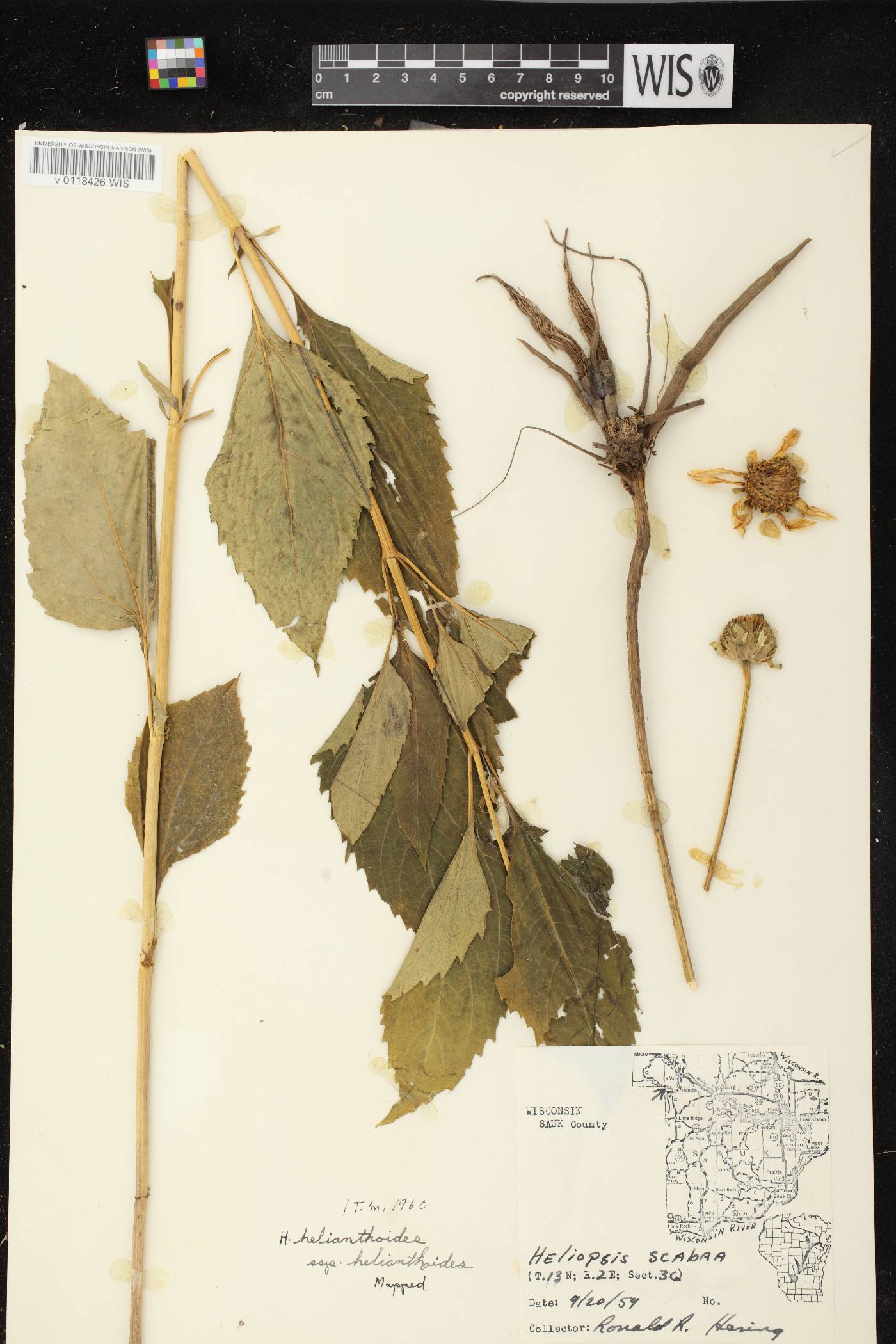 Heliopsis helianthoides image