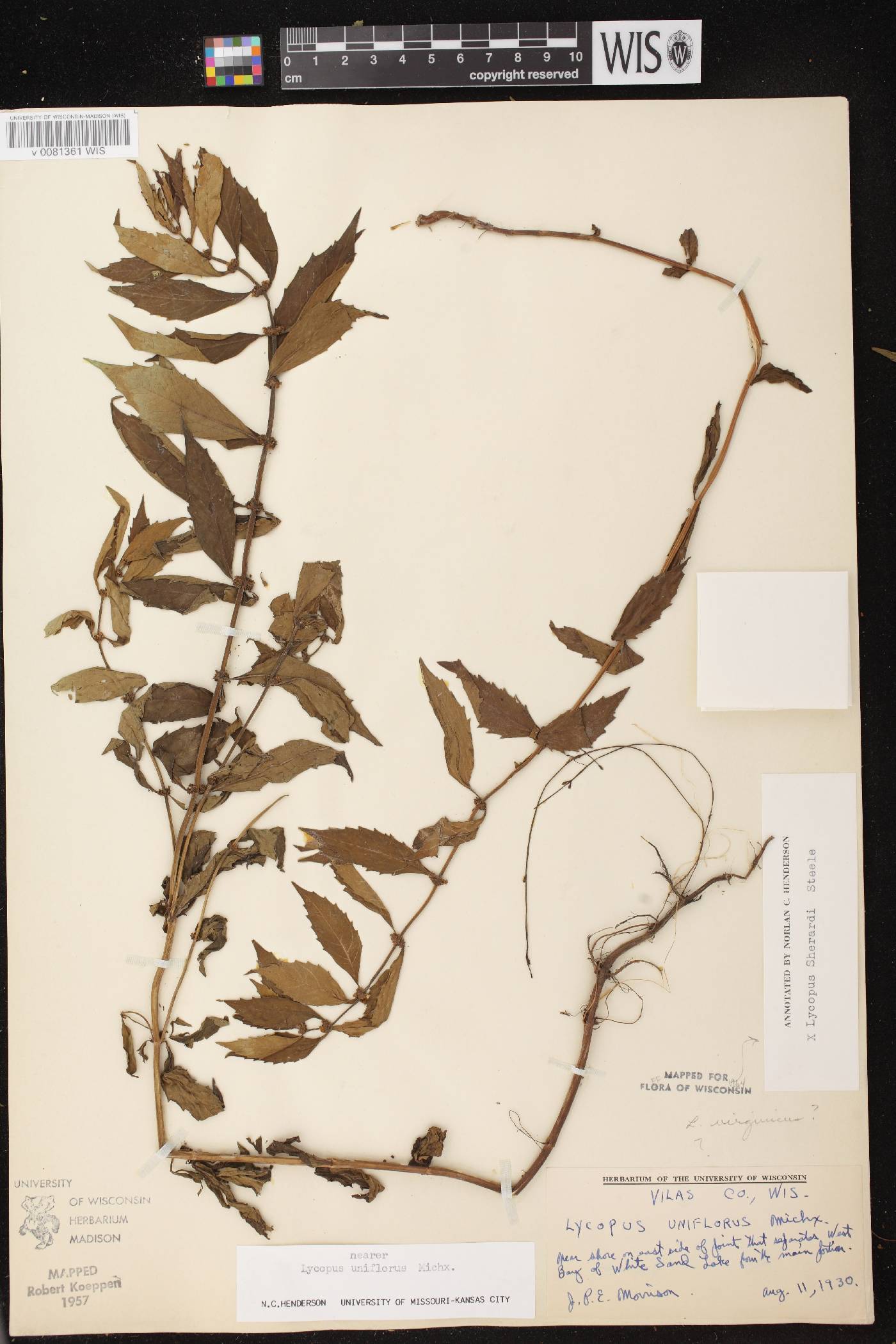 Lycopus X sherardii image