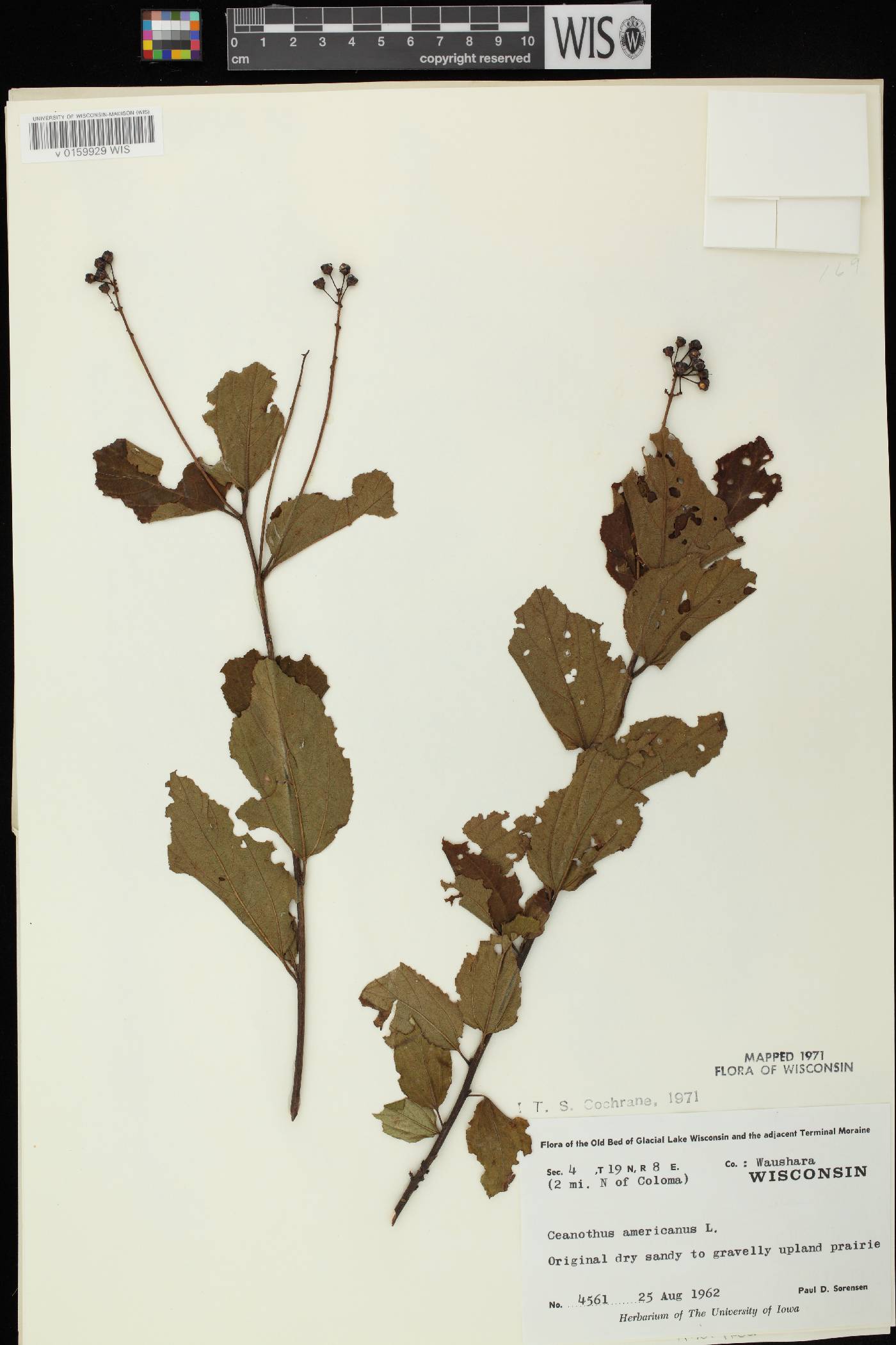 Ceanothus americanus image