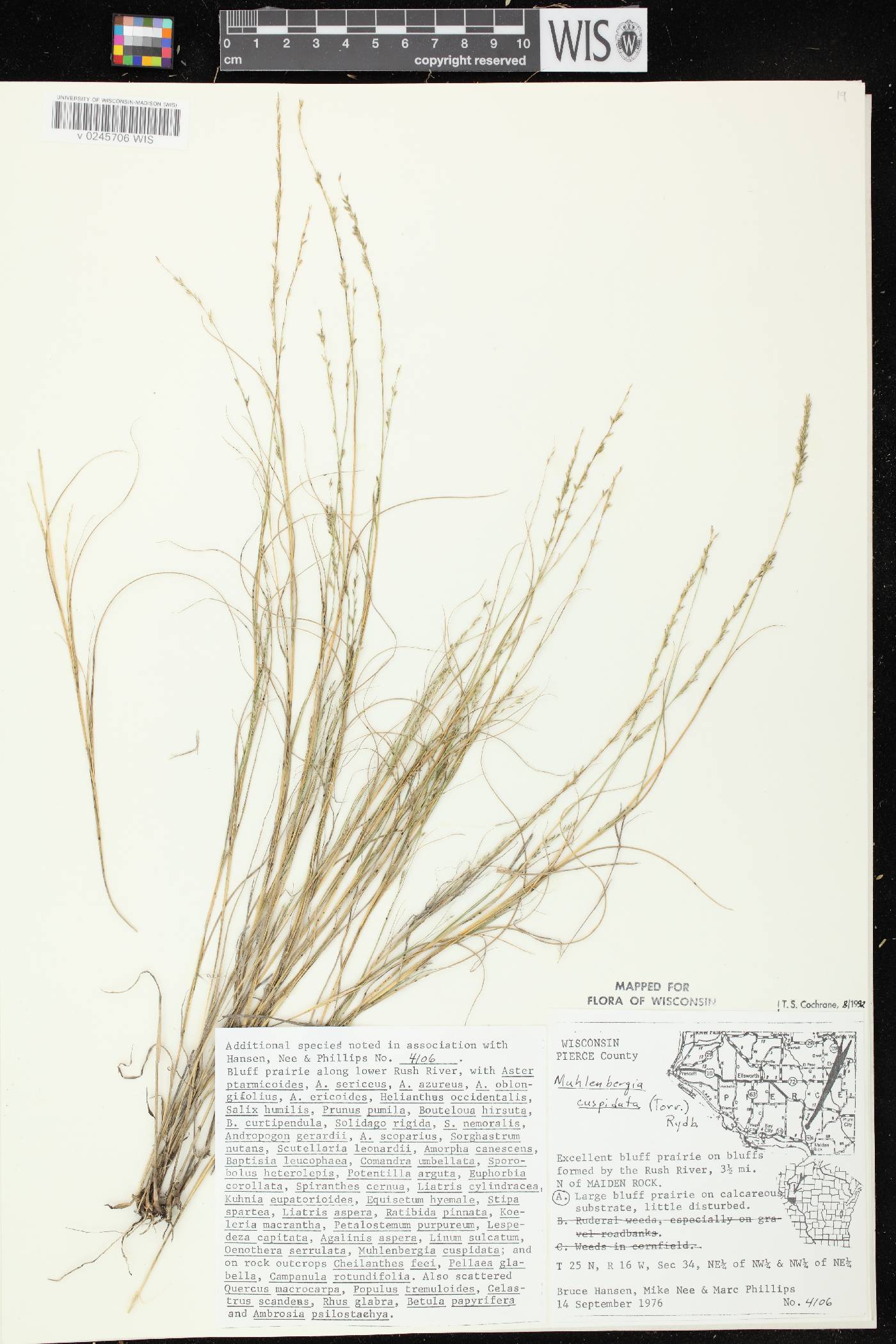 Muhlenbergia cuspidata image
