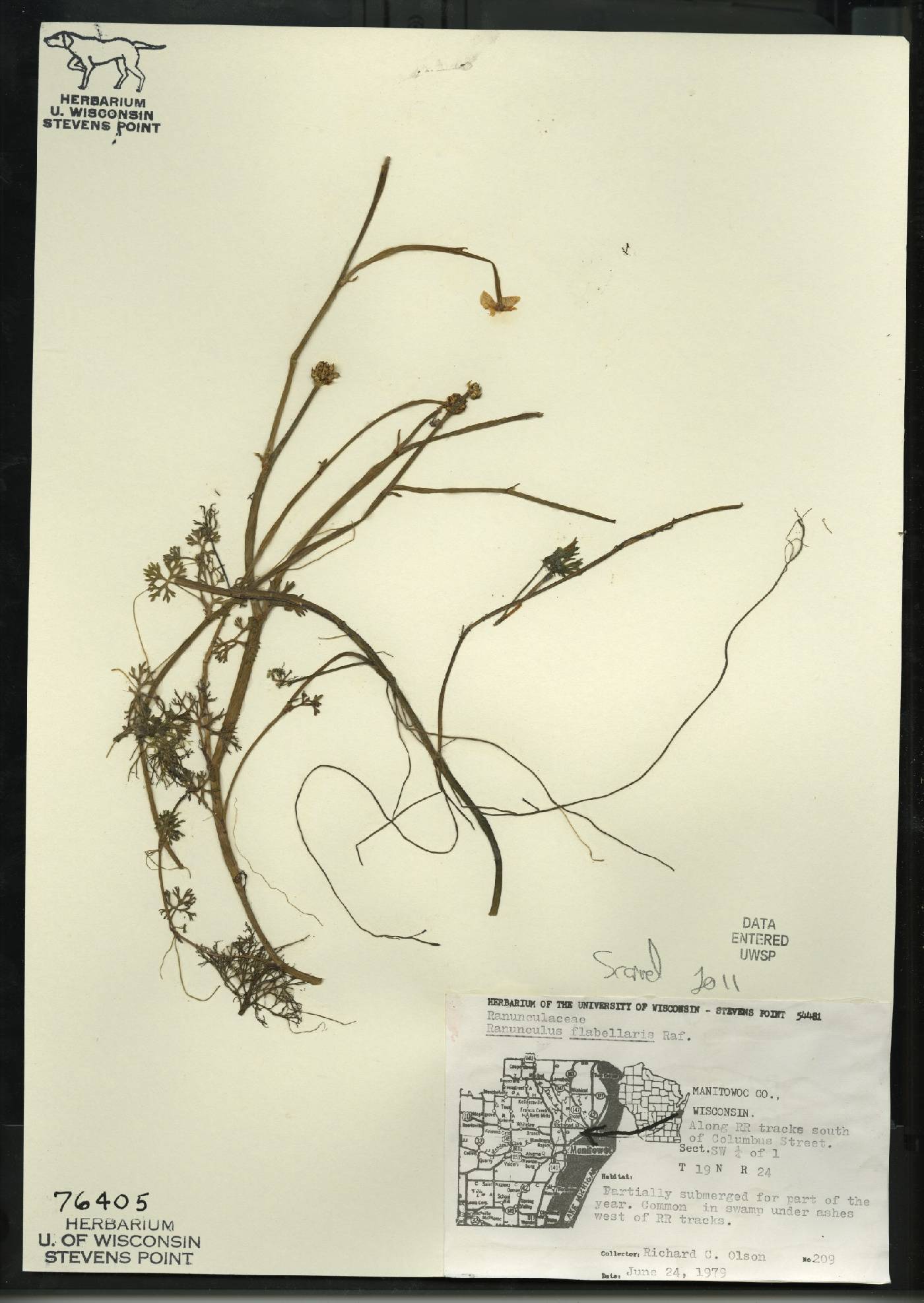 Ranunculus flabellaris image