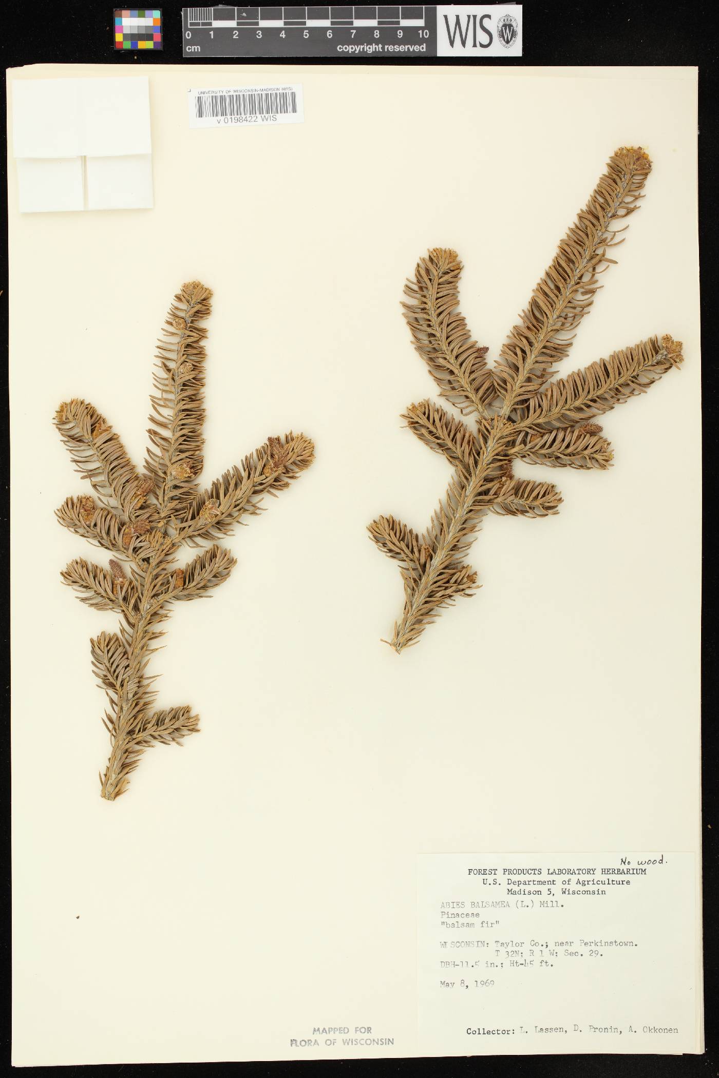 Abies balsamea image
